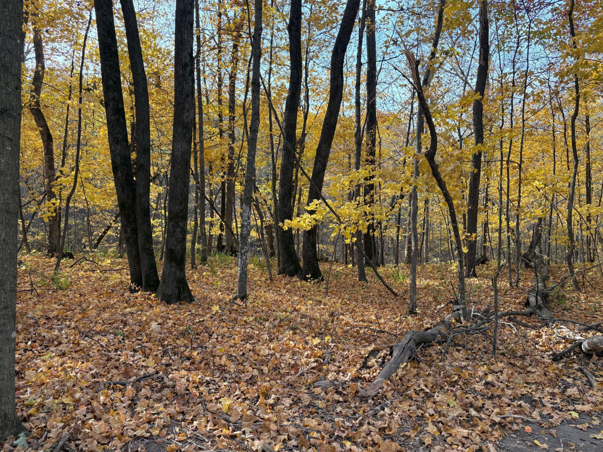 TBD 43rd Avenue Se, Stewartville, Minnesota image 28