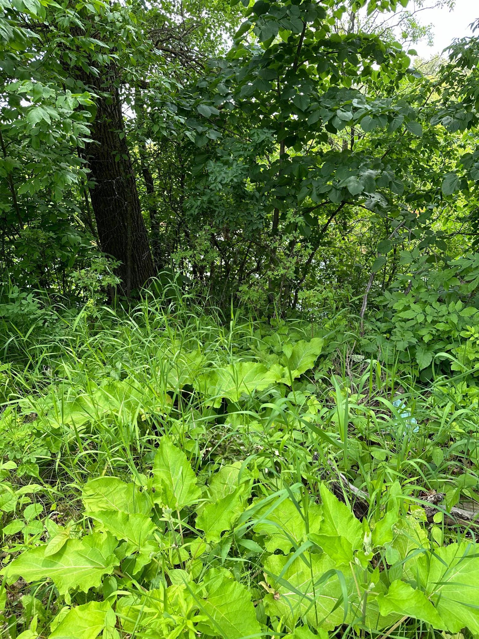 TBD Riverview Acres Road, Littlefork, Minnesota image 8