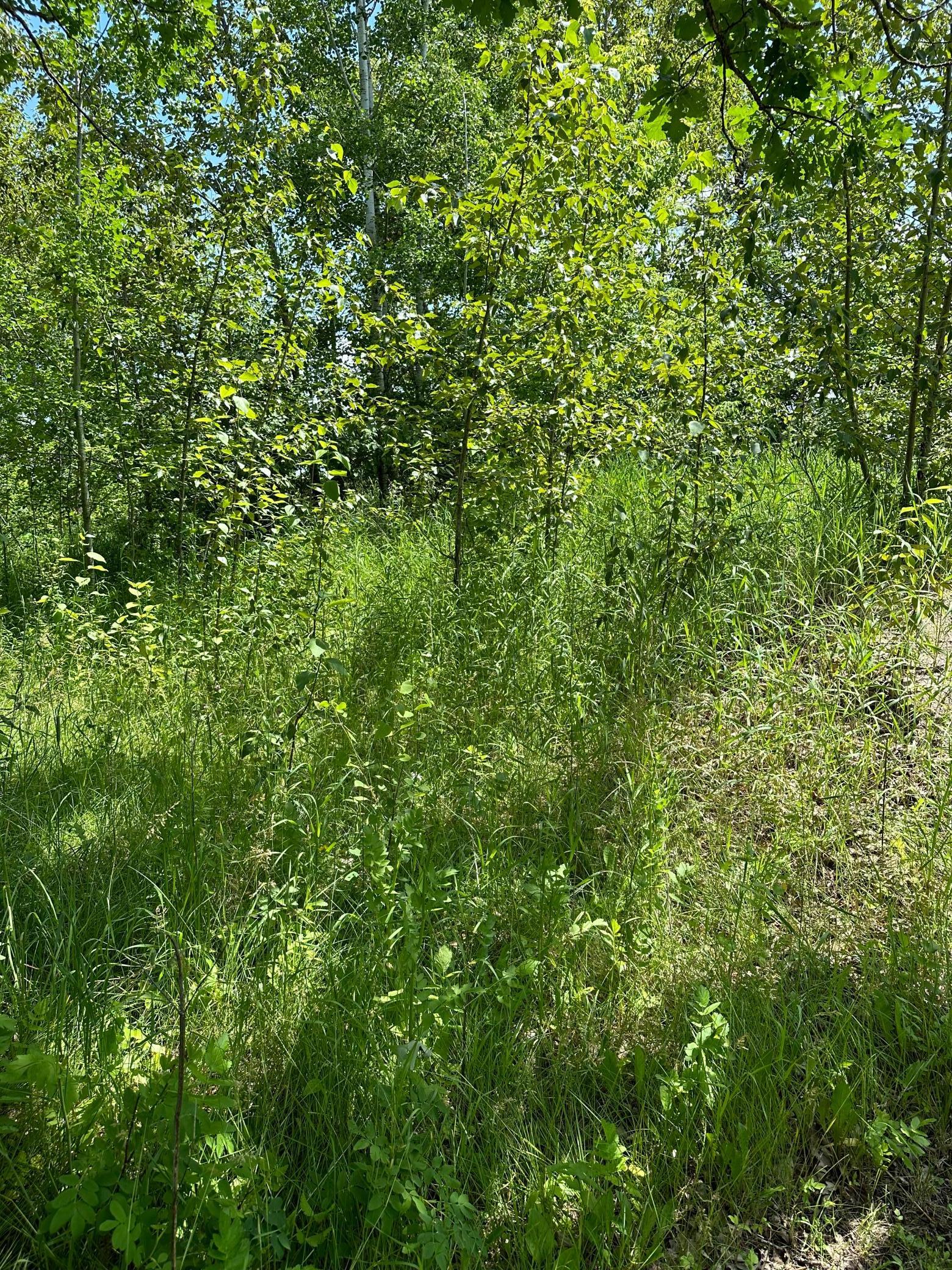 TBD Riverview Acres Road, Littlefork, Minnesota image 9