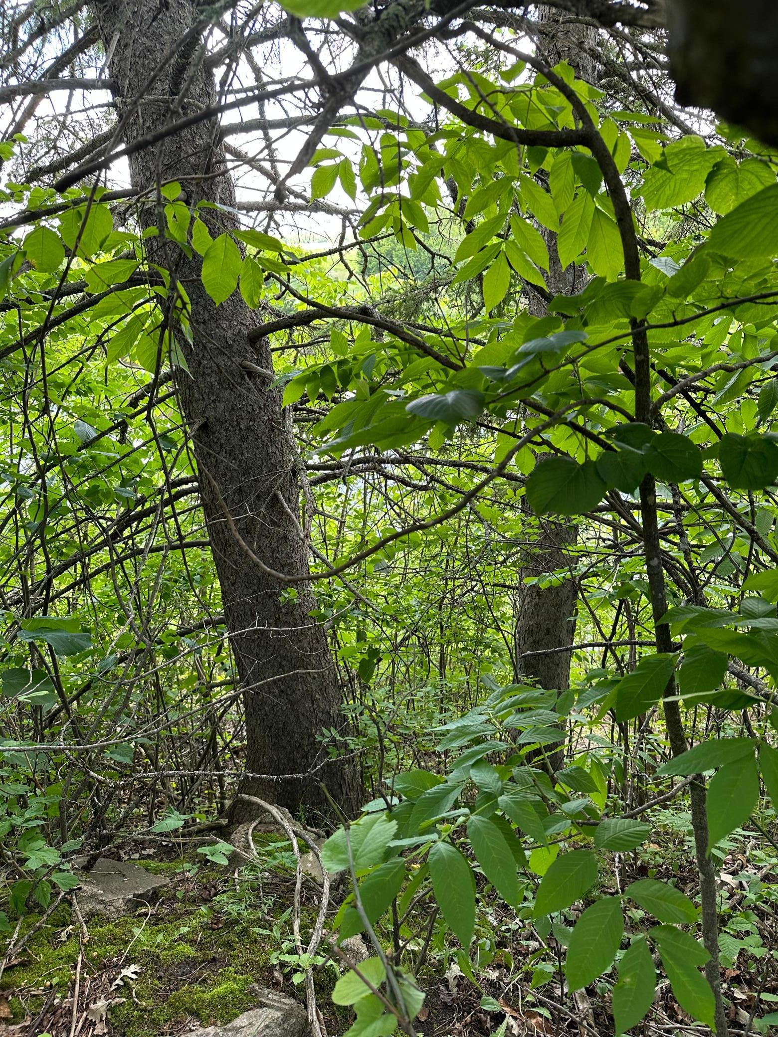 TBD Riverview Acres Road, Littlefork, Minnesota image 11