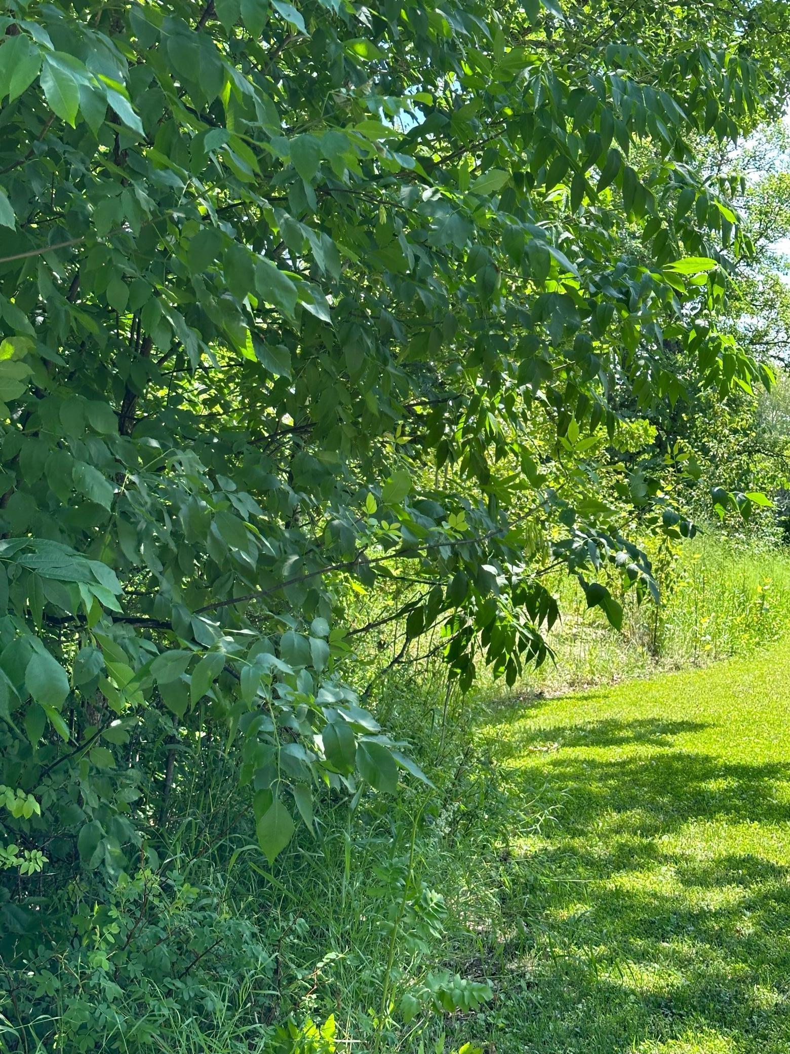 TBD Riverview Acres Road, Littlefork, Minnesota image 7