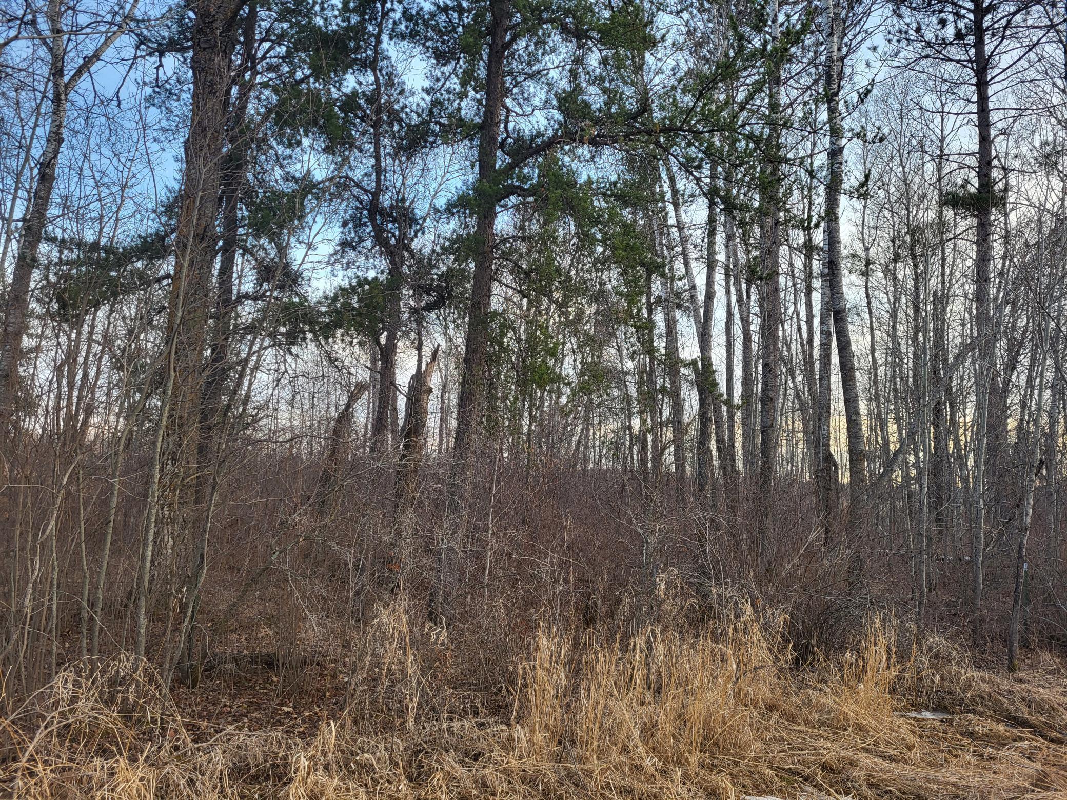 79.61 Acres 83rd Ave Sw, Verndale, Minnesota image 6