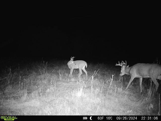 79.61 Acres 83rd Ave Sw, Verndale, Minnesota image 29