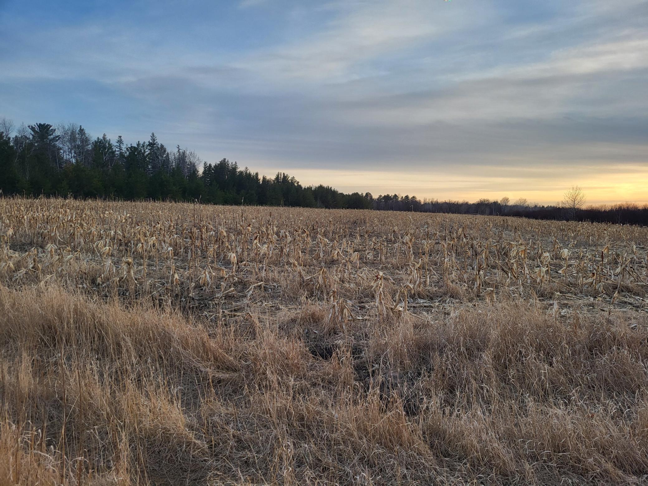 79.61 Acres 83rd Ave Sw, Verndale, Minnesota image 19