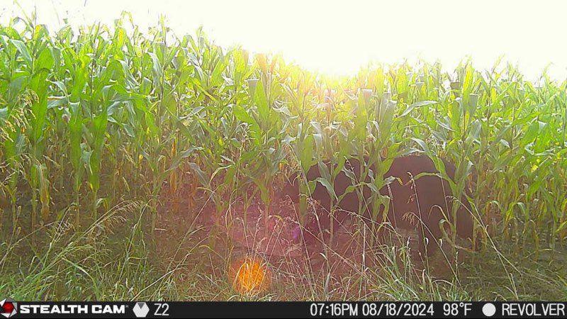 79.61 Acres 83rd Ave Sw, Verndale, Minnesota image 31