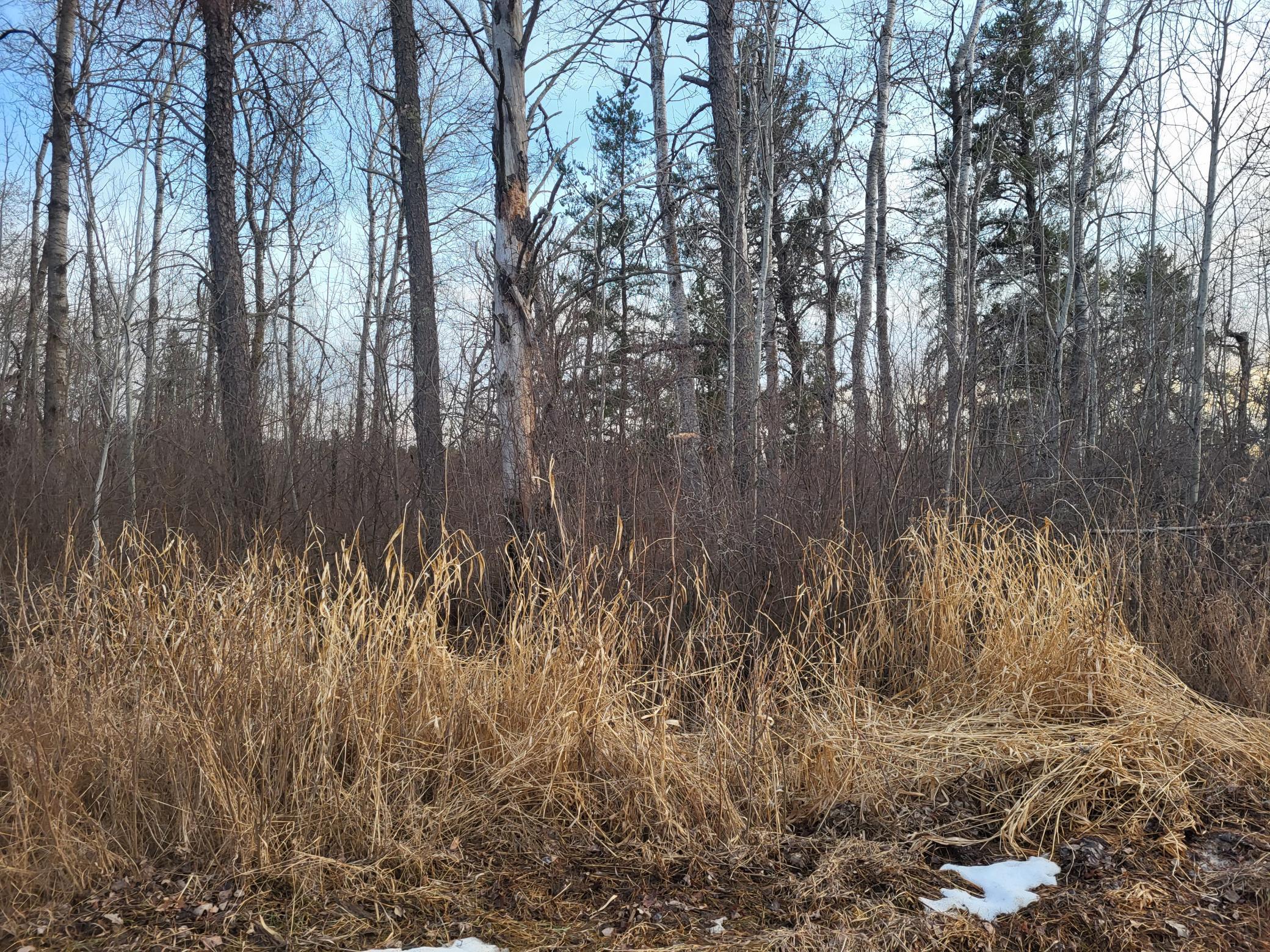 79.61 Acres 83rd Ave Sw, Verndale, Minnesota image 7
