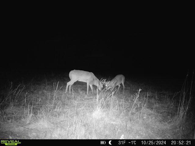 79.61 Acres 83rd Ave Sw, Verndale, Minnesota image 27
