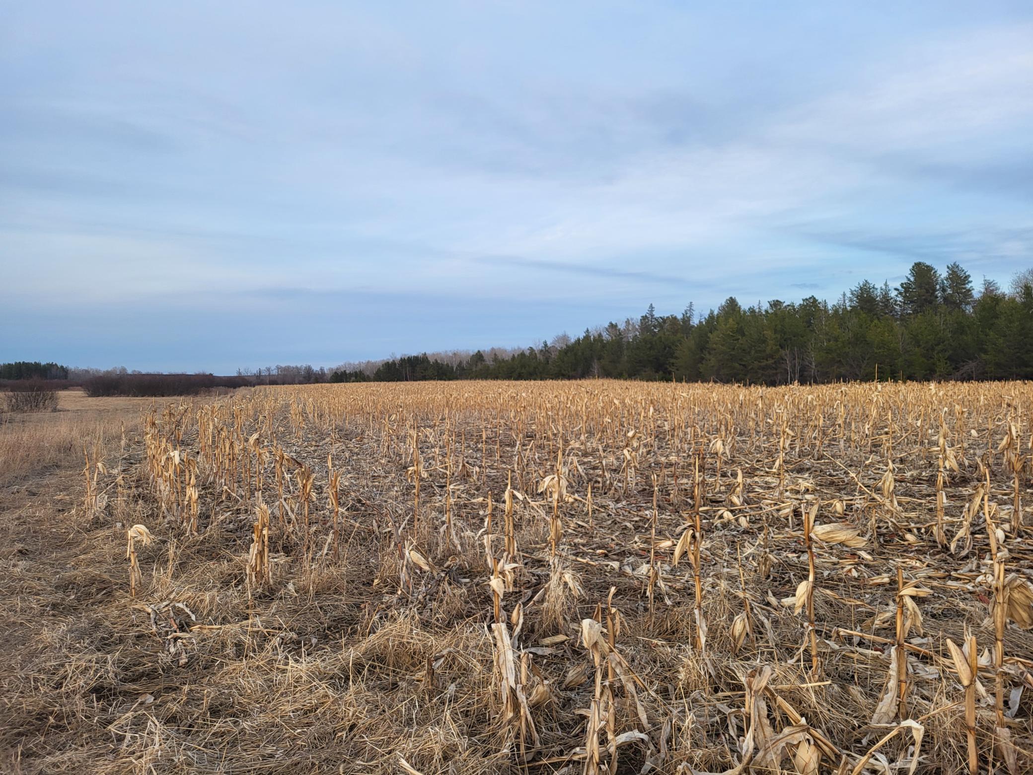 79.61 Acres 83rd Ave Sw, Verndale, Minnesota image 16