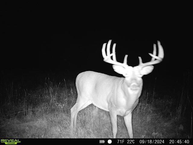 79.61 Acres 83rd Ave Sw, Verndale, Minnesota image 1