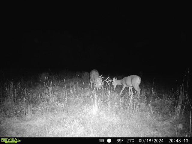 79.61 Acres 83rd Ave Sw, Verndale, Minnesota image 28