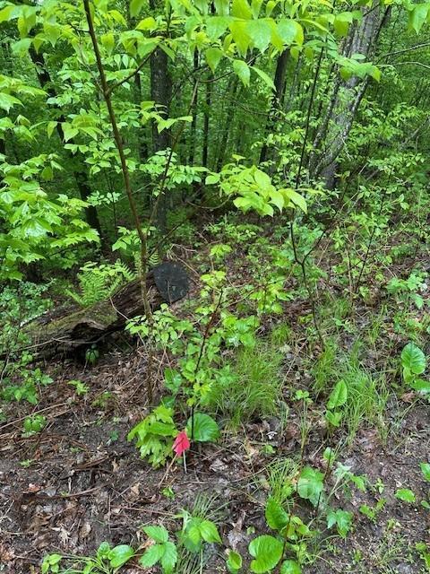 Lot 5 64th Street, Luck, Wisconsin image 11