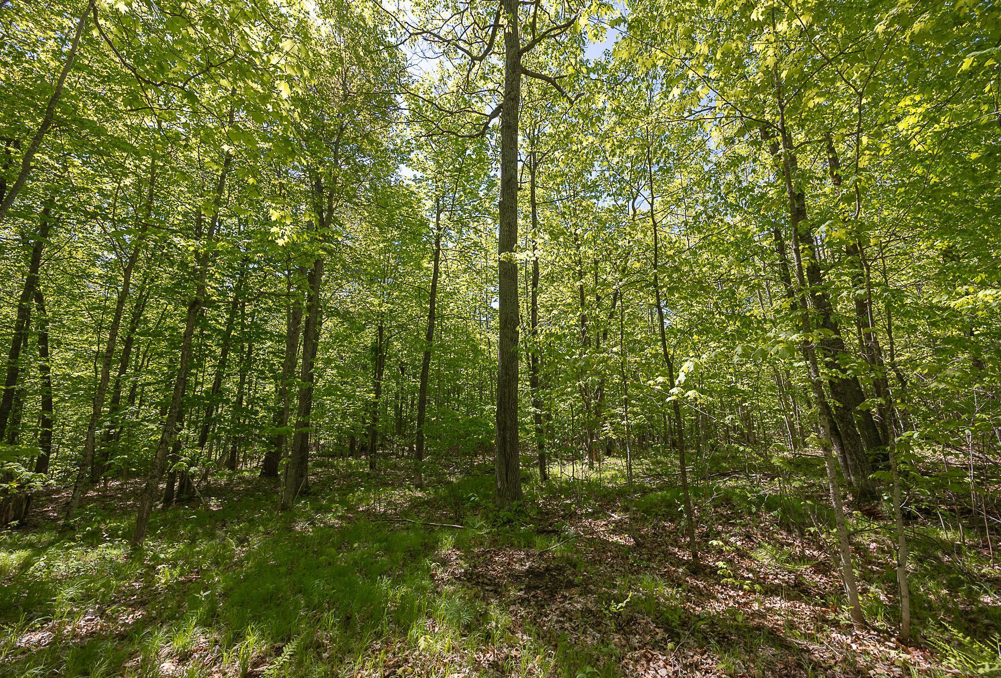 TBD Cardarelle Court, Hackensack, Minnesota image 15