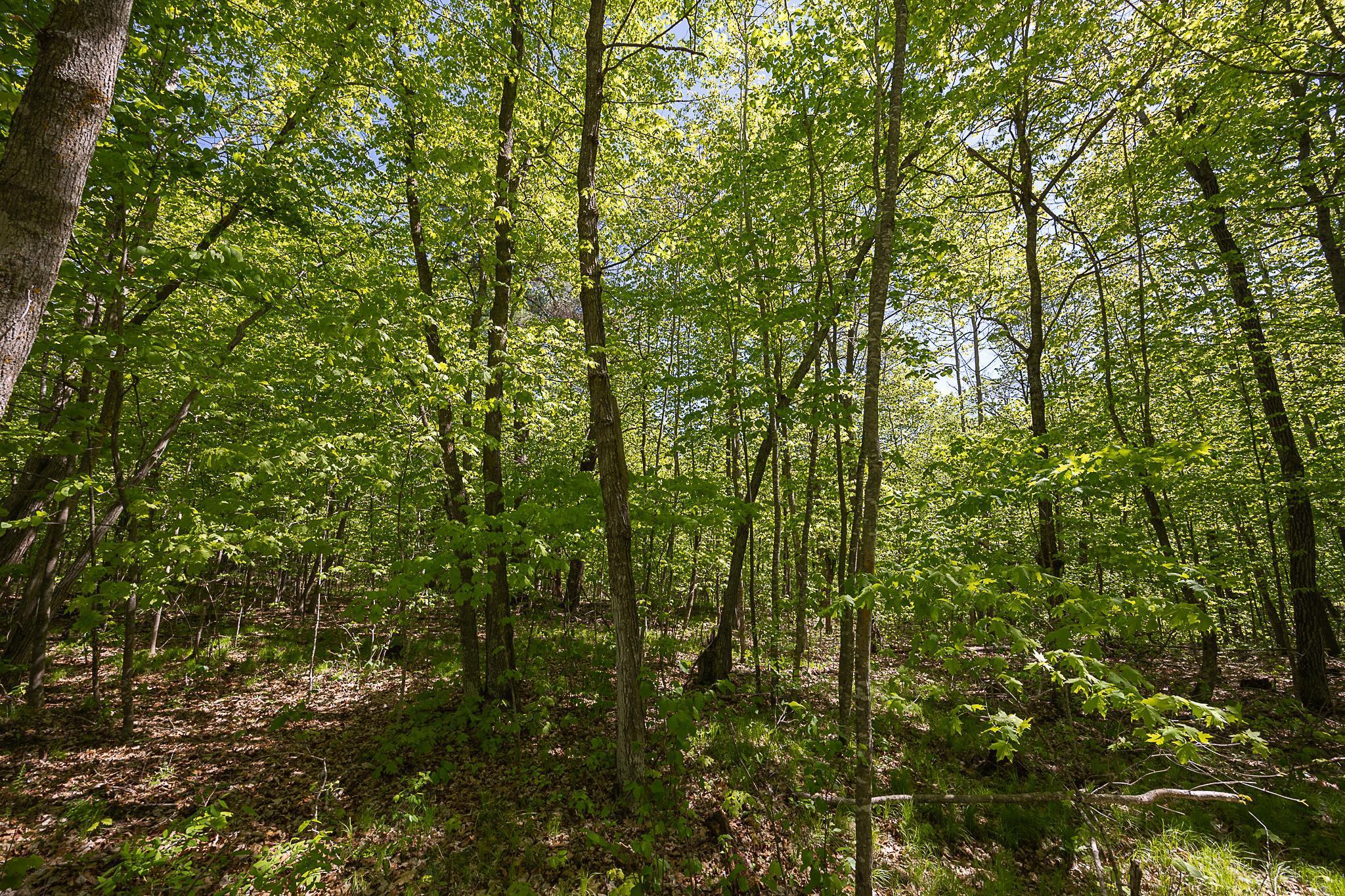 TBD Cardarelle Court, Hackensack, Minnesota image 19