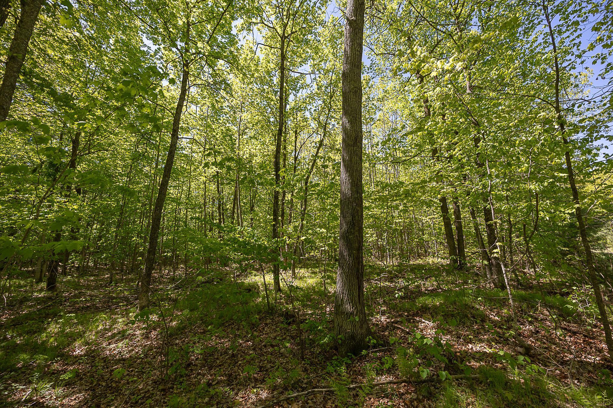 TBD Cardarelle Court, Hackensack, Minnesota image 18
