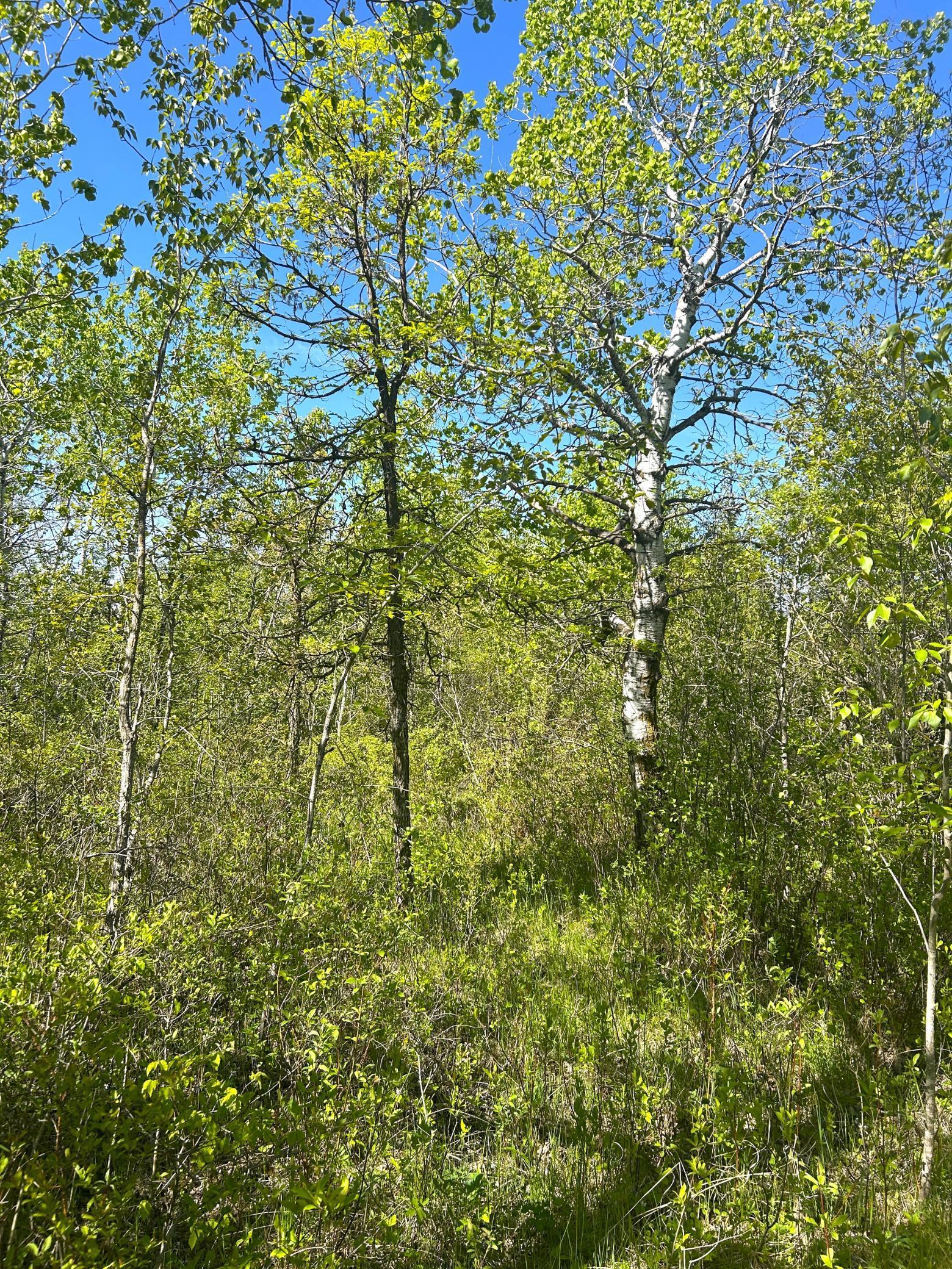 TBD 110th Street, Strathcona, Minnesota image 20