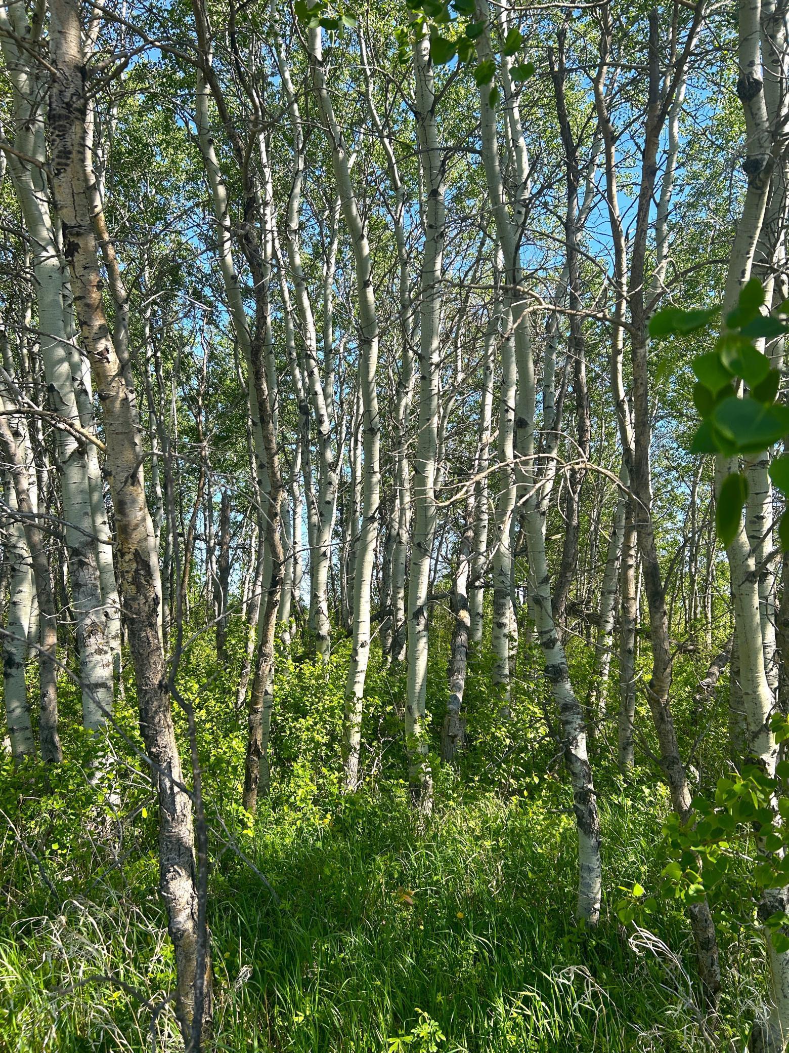 TBD 110th Street, Strathcona, Minnesota image 11