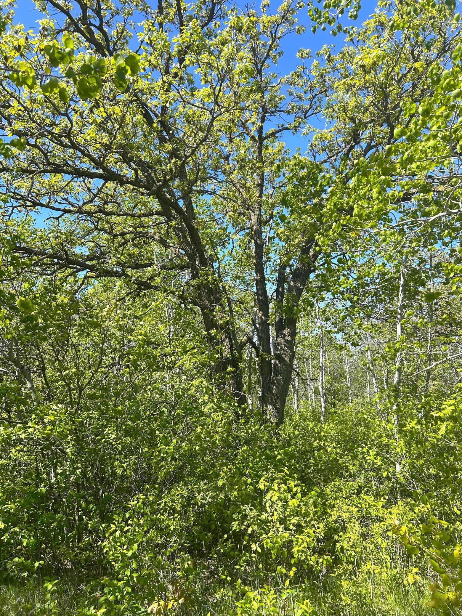 TBD 110th Street, Strathcona, Minnesota image 16
