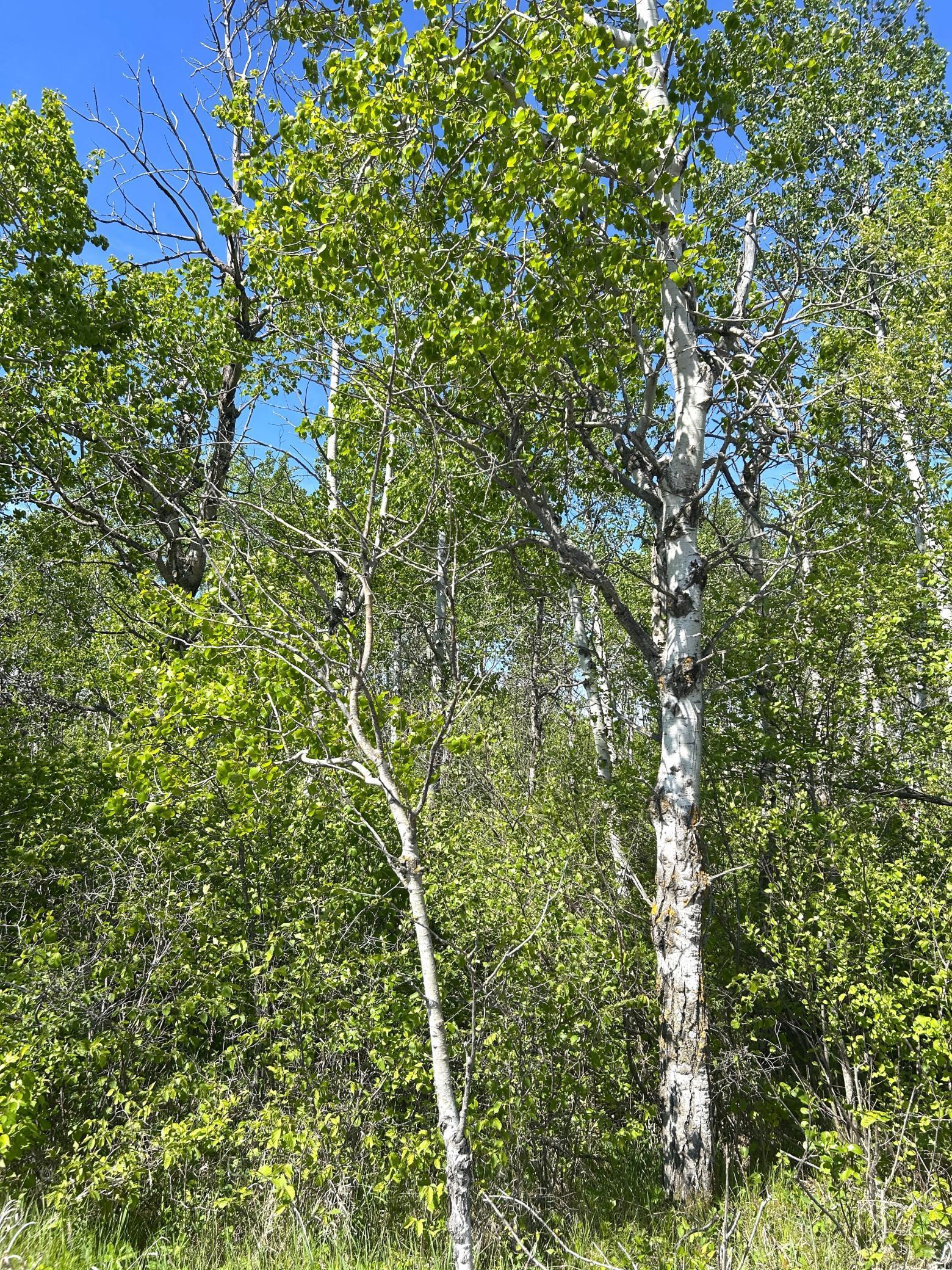 TBD 110th Street, Strathcona, Minnesota image 34