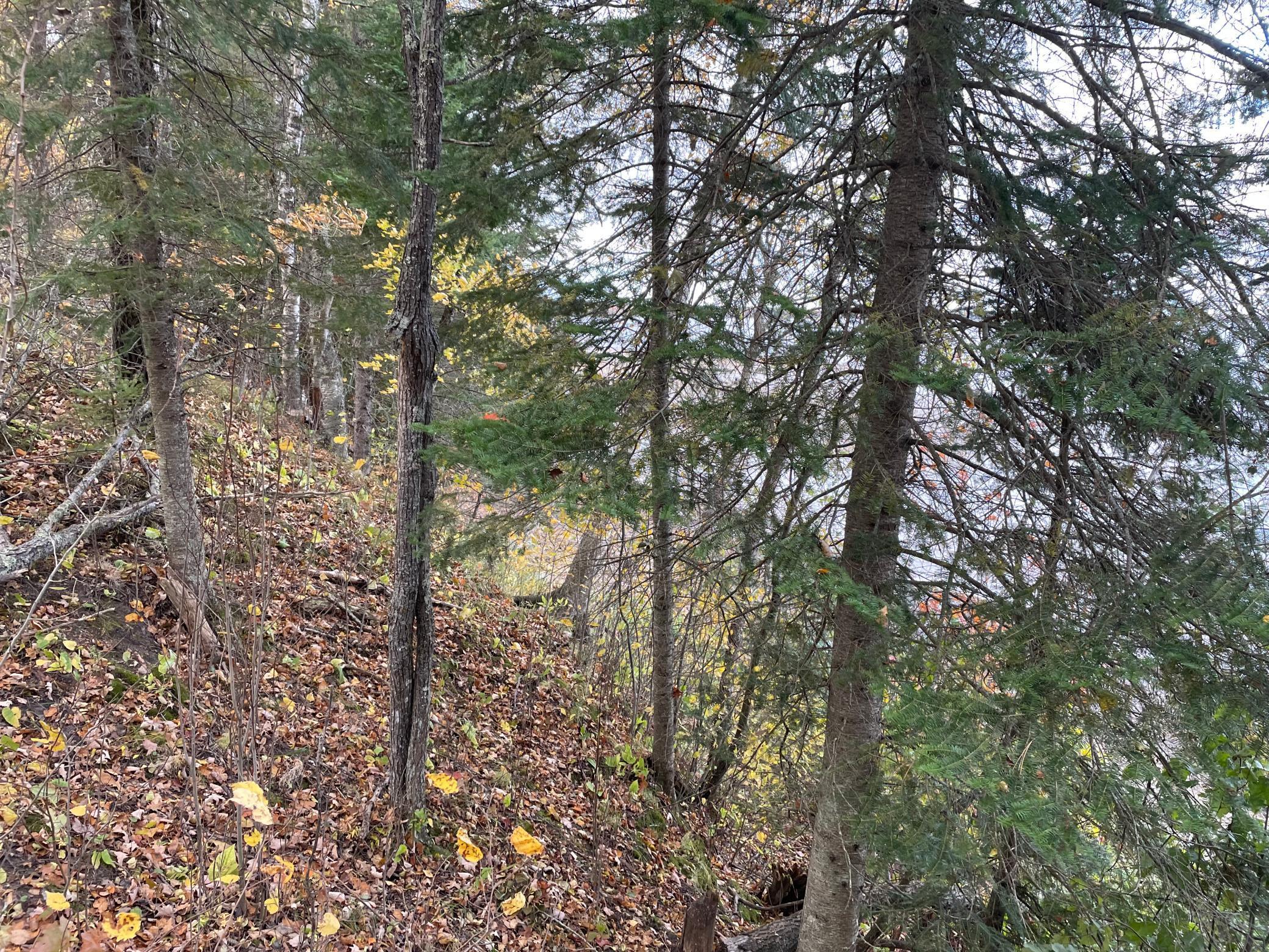 TBD Forest Road 2196e, Squaw Lake, Minnesota image 11