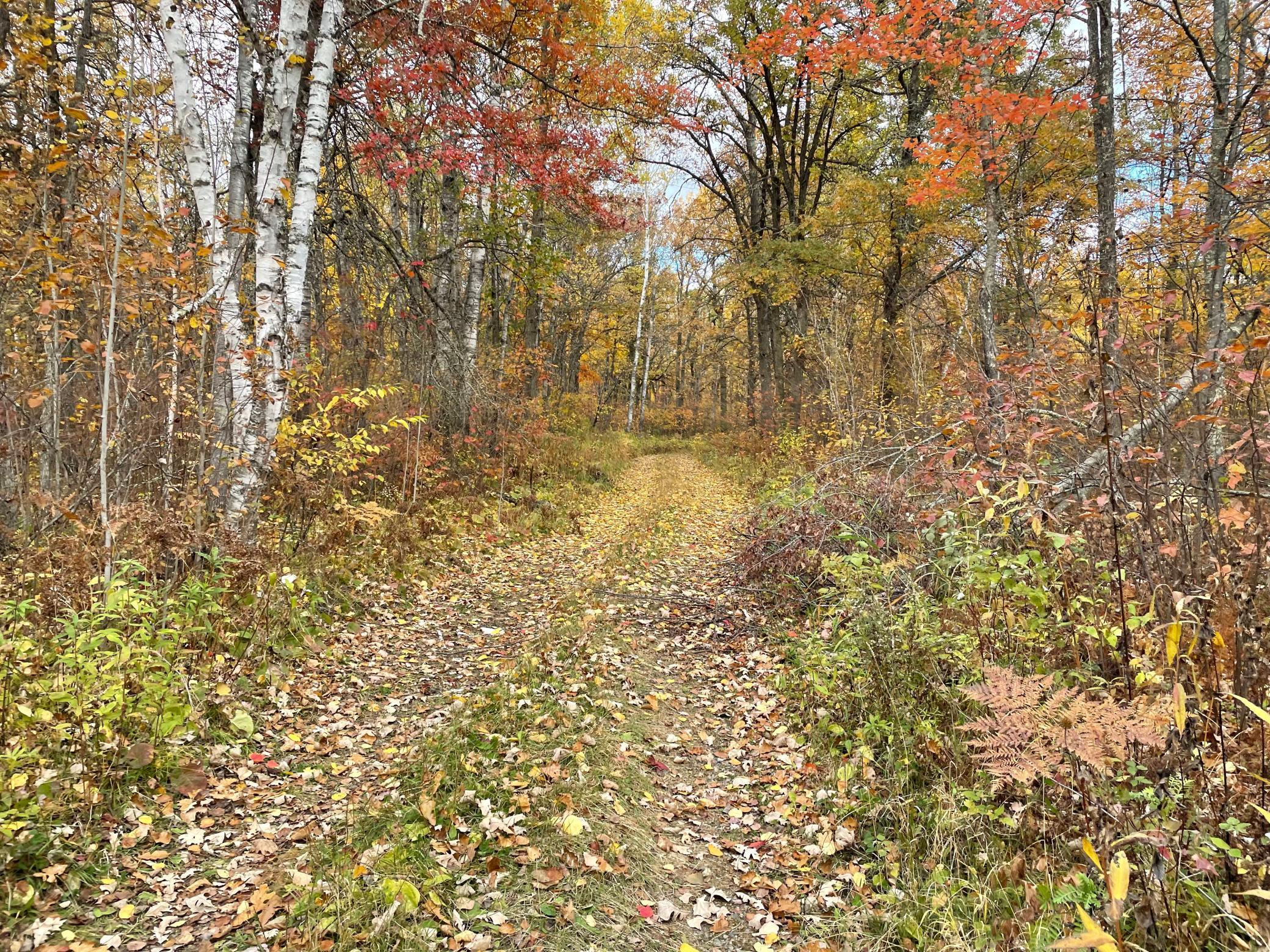 TBD Forest Road 2196e, Squaw Lake, Minnesota image 7