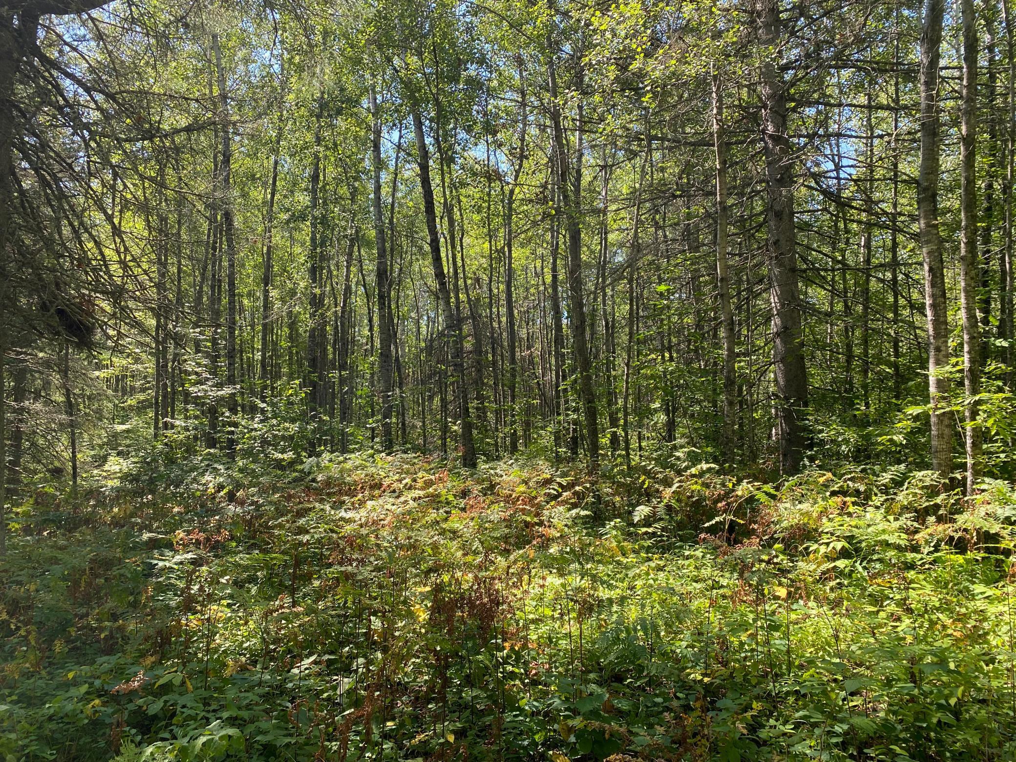 TBD Buck Dr., Bovey, Minnesota image 14