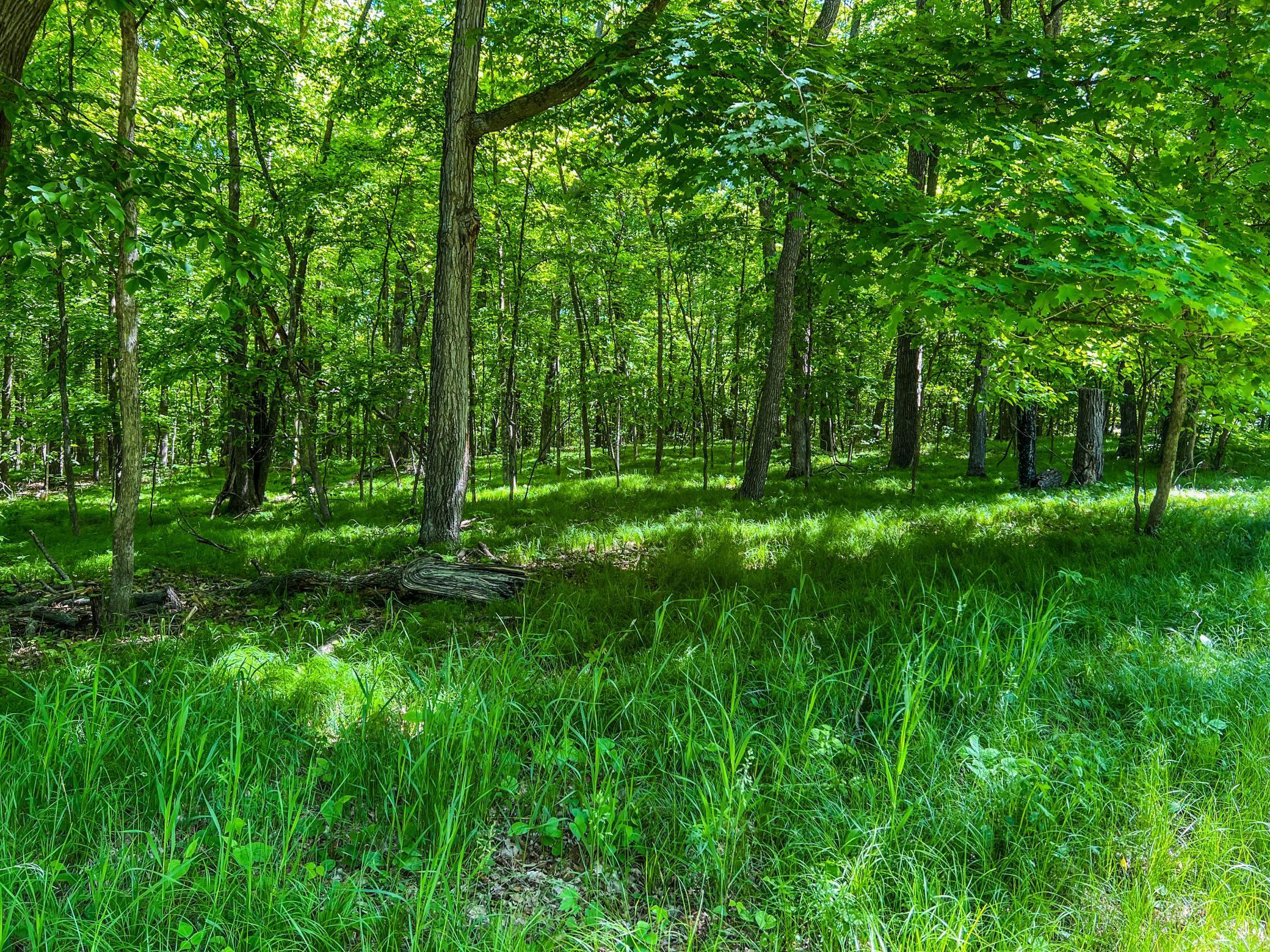 TBD Tract A Damsgaard Road, Deerwood, Minnesota image 4