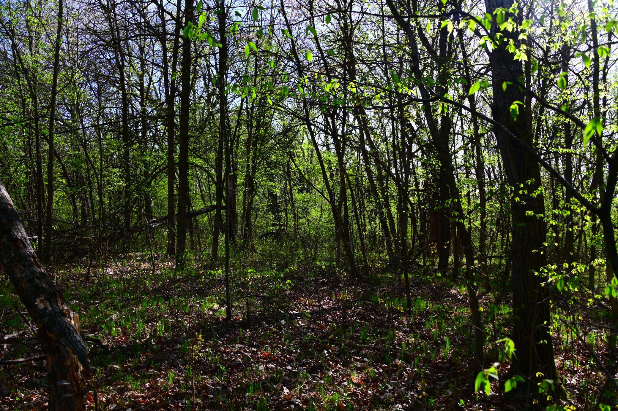 XXX Orchard Drive, Browerville, Minnesota image 4