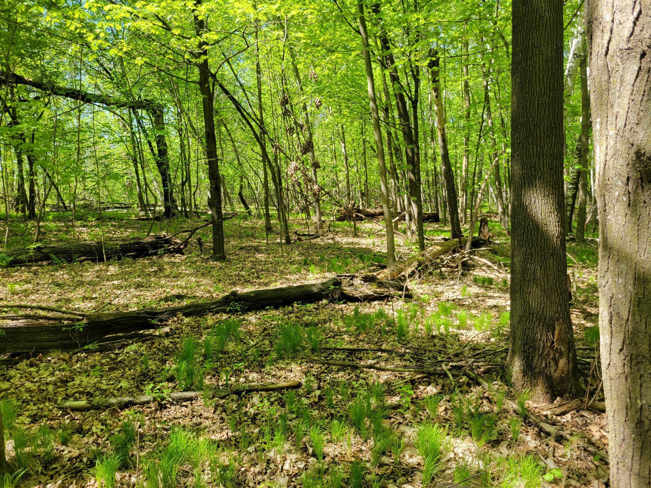 TBD 125th Avenue, Turtle Lake, Wisconsin image 2