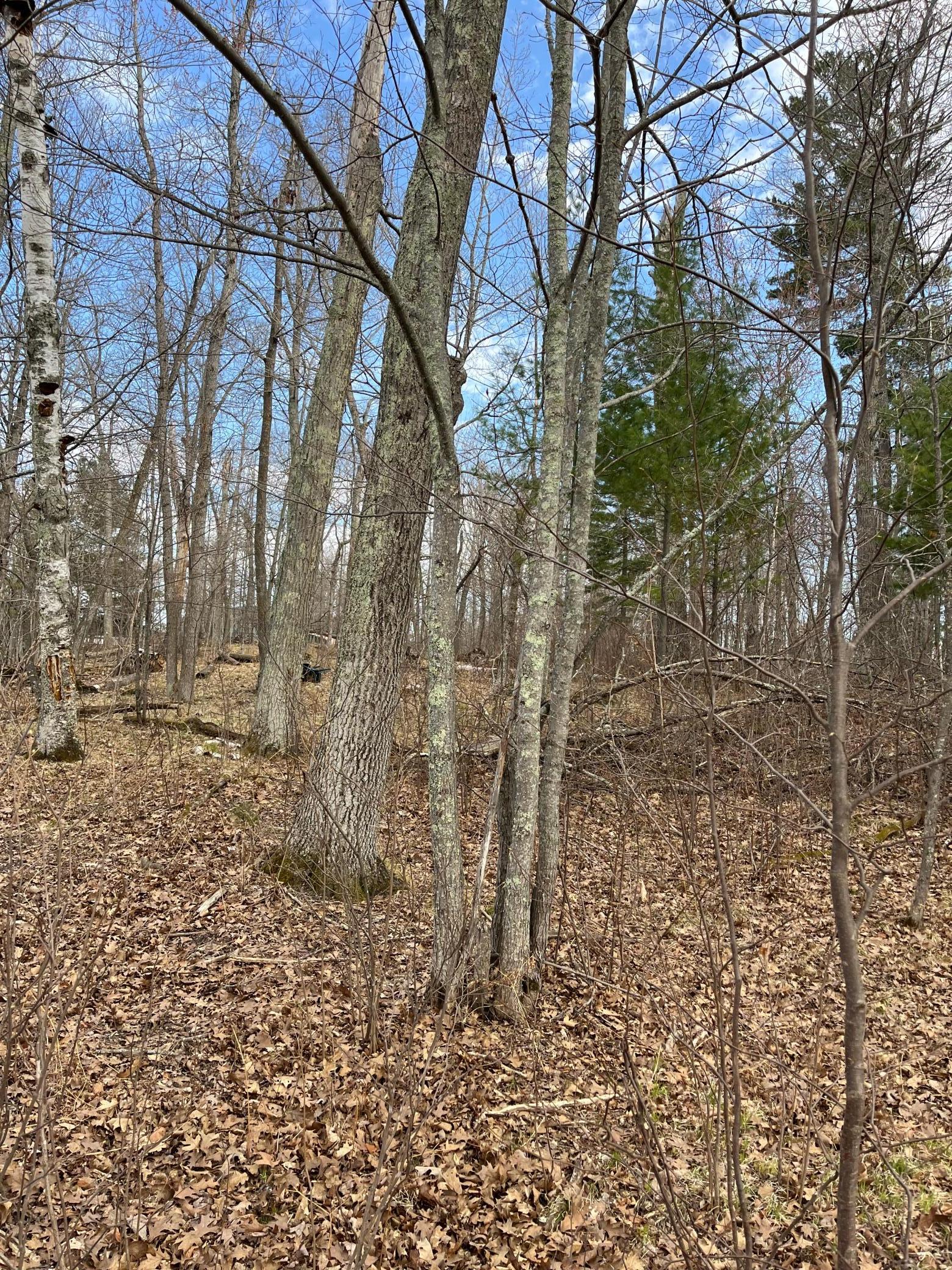1470 Cardinal Lane, Longville, Minnesota image 3