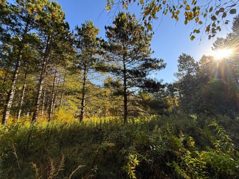 Vacant Land For Sale - XXX 540th Lane<br/> Aitkin County, Palisade, MN 56469