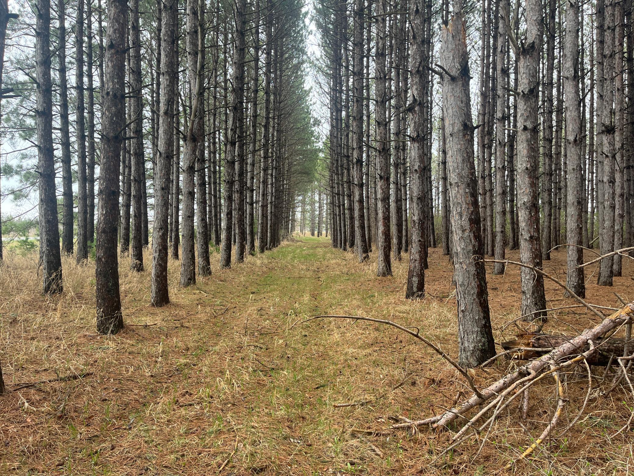 Xxxxx Old 67 Road, Henning, Minnesota image 7