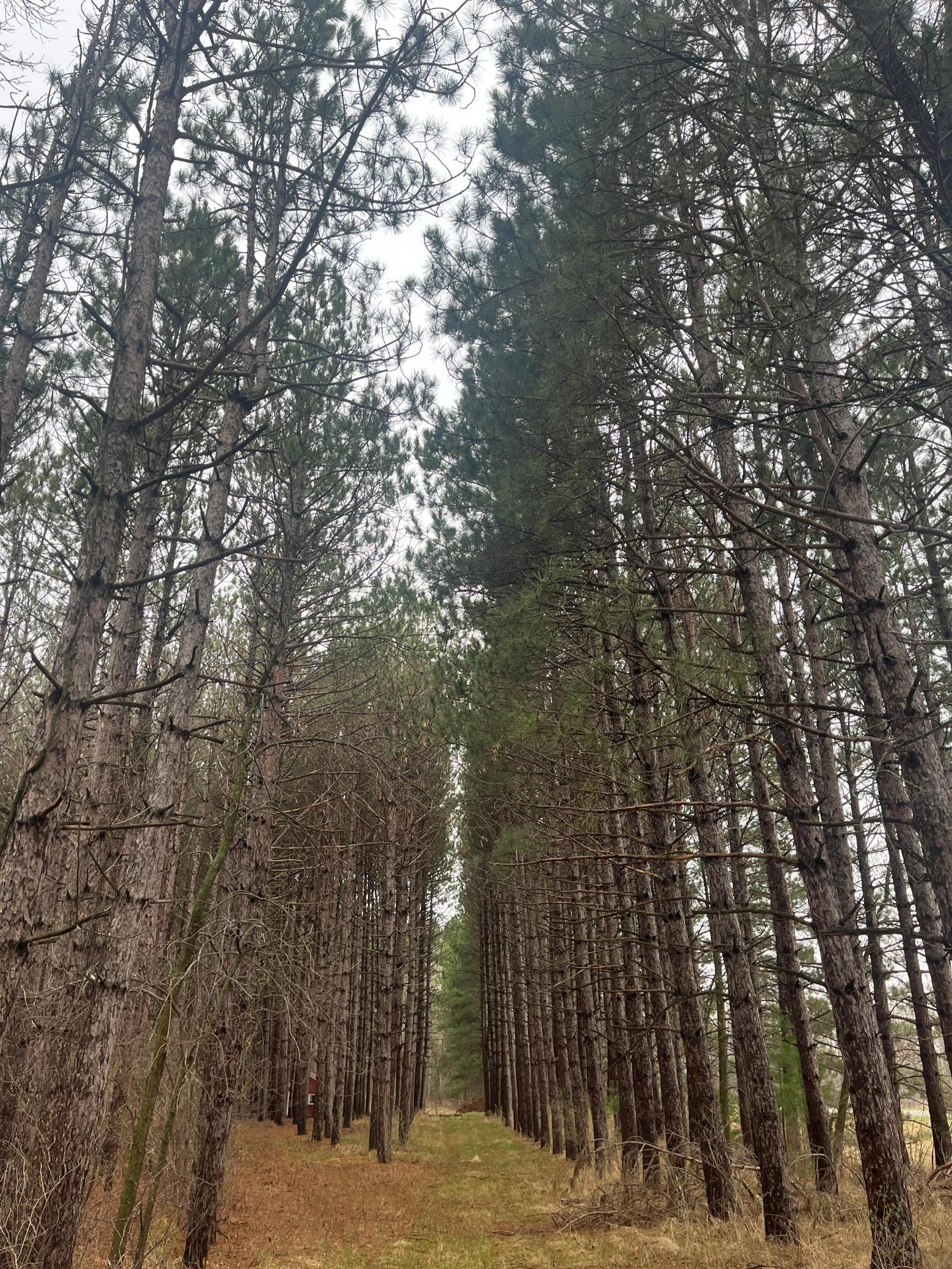 Xxxxx Old 67 Road, Henning, Minnesota image 9