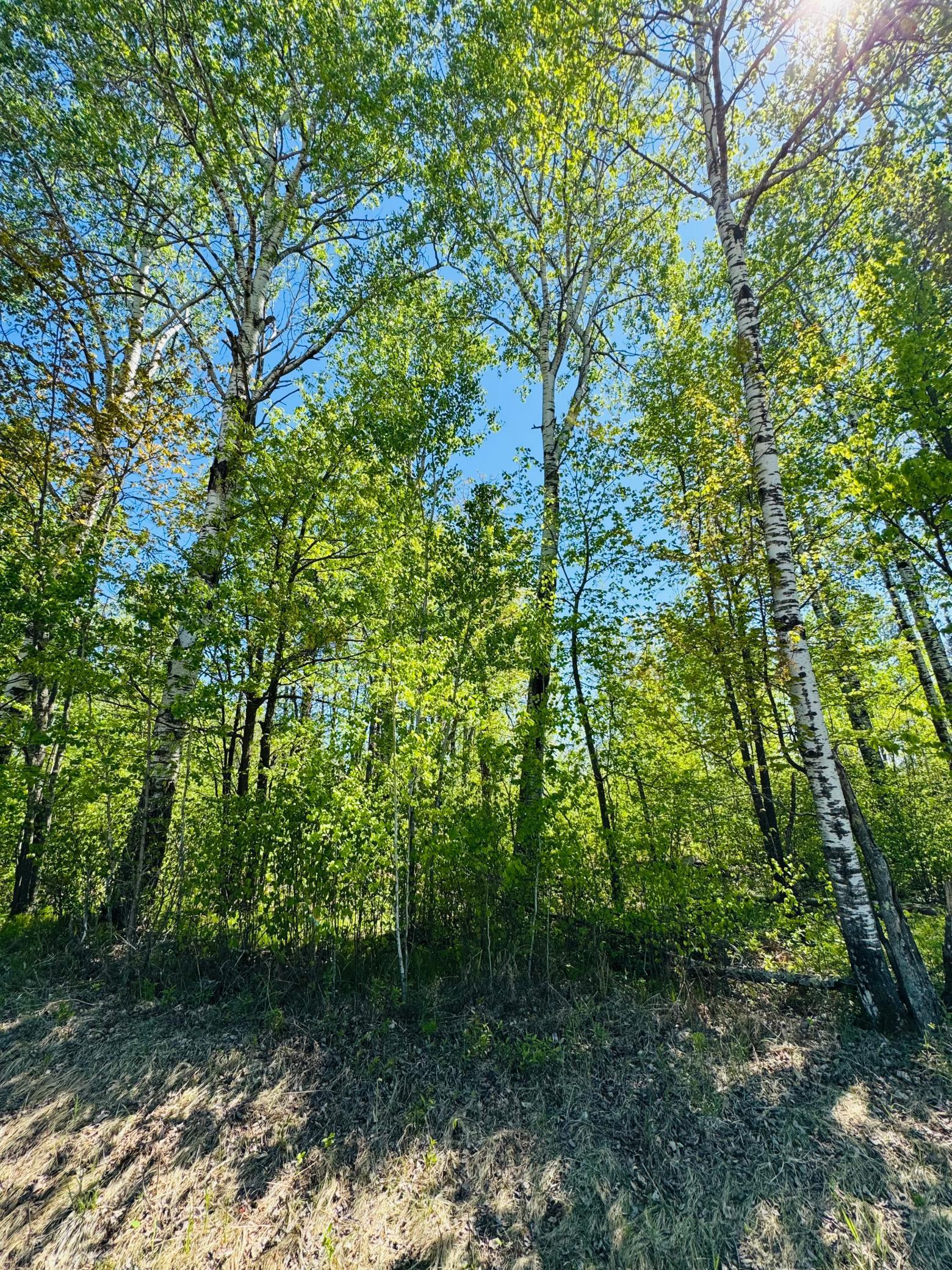 Lot 1 Hanson Lake Road, Grand Rapids, Minnesota image 9