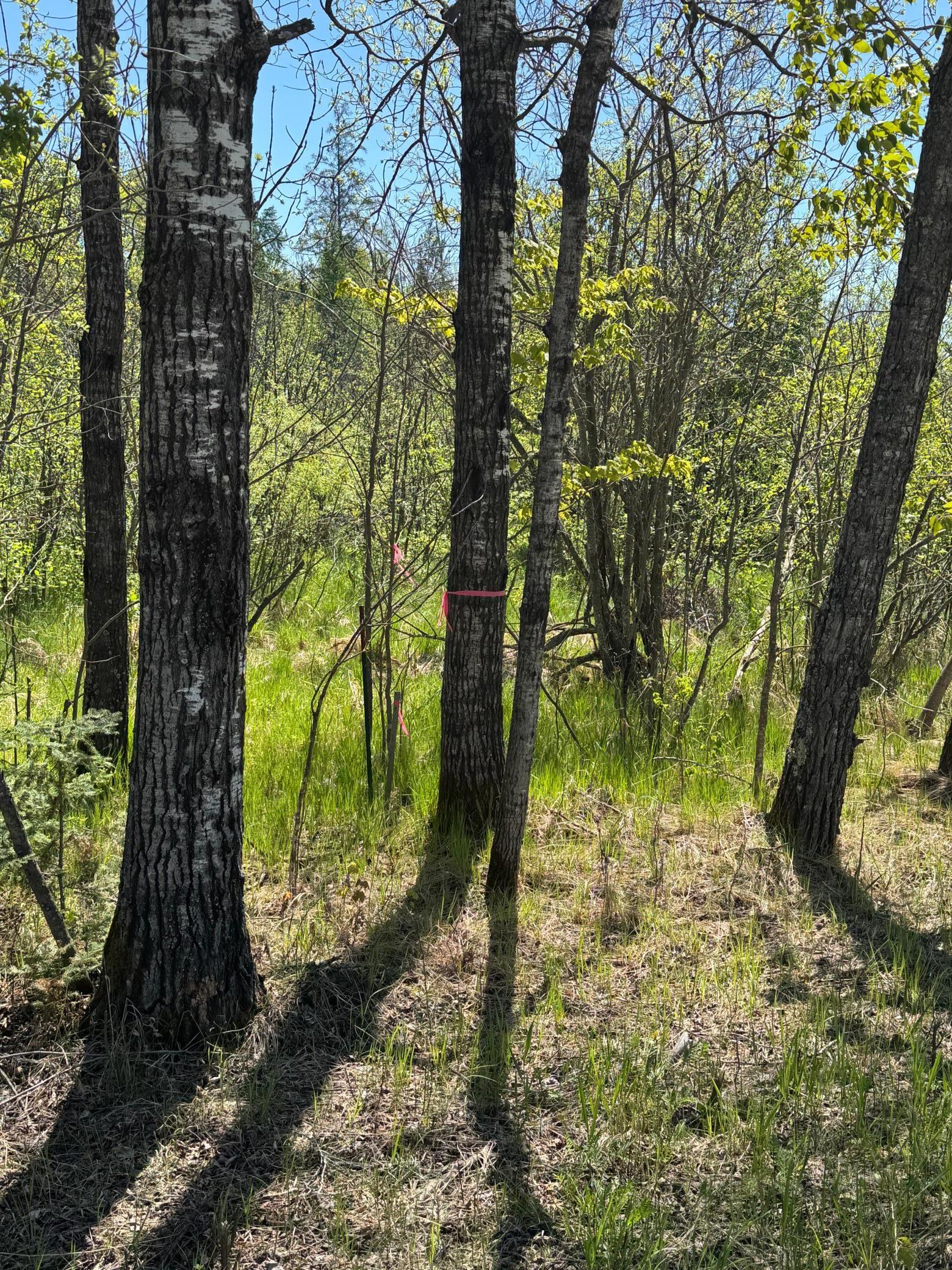 Lot 1 Hanson Lake Road, Grand Rapids, Minnesota image 7