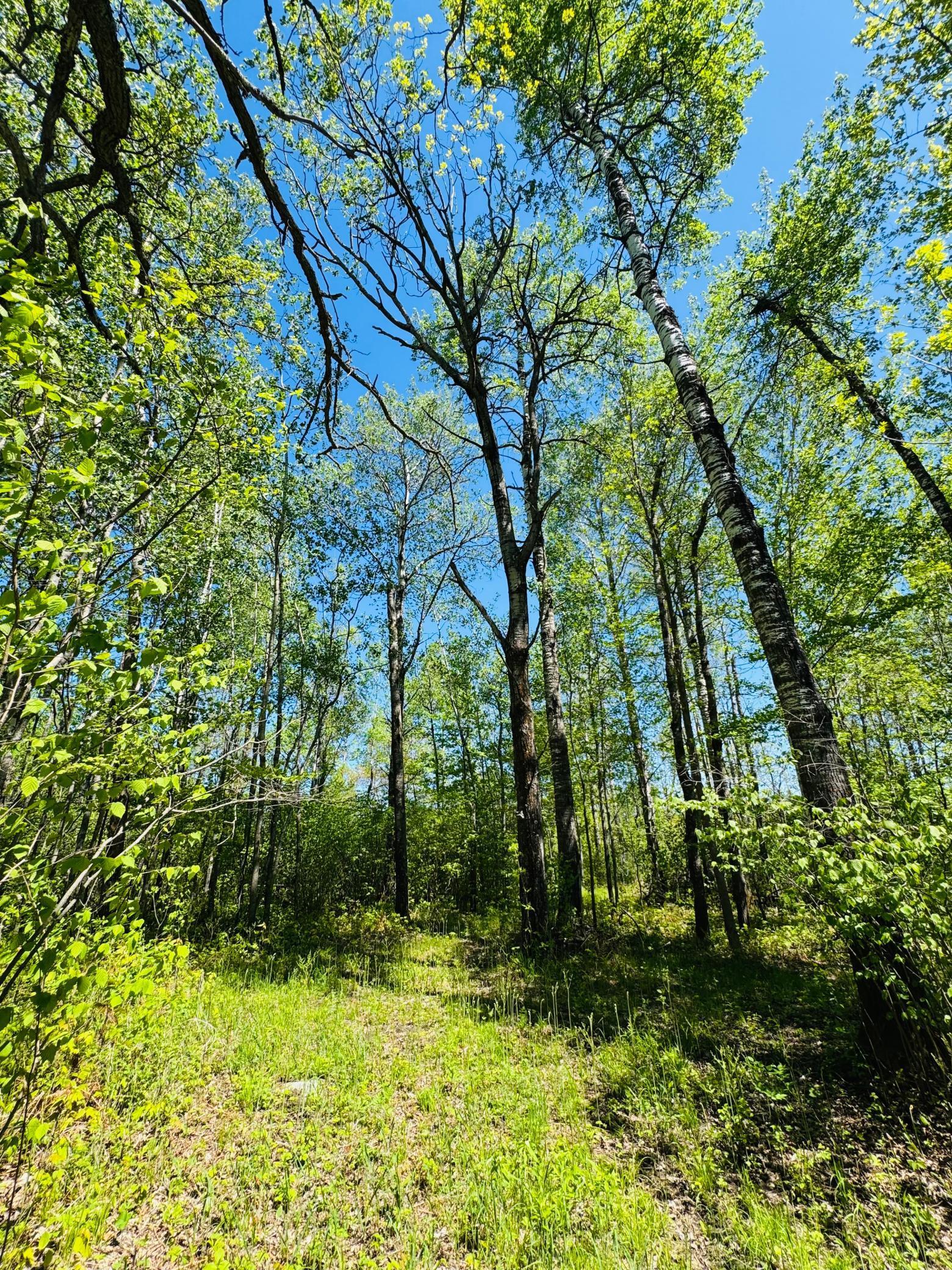 Lot 1 Hanson Lake Road, Grand Rapids, Minnesota image 13