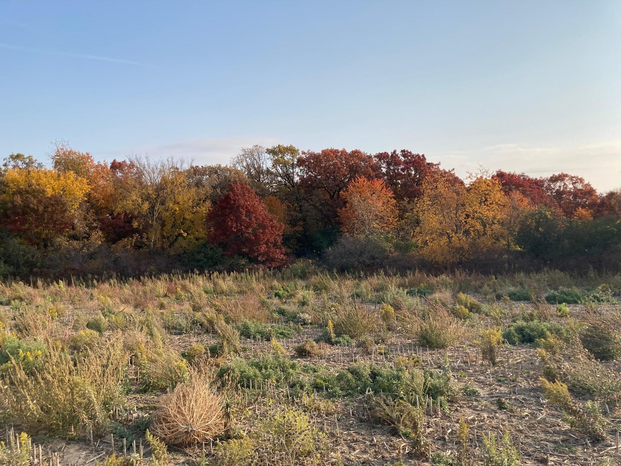3177 Glenwood Road, Rochester, Minnesota image 8
