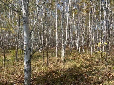 Vacant Land For Sale - 00000 County Hwy 61<br/> Hinckley, MN 55037