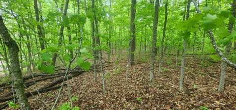 Vacant Land For Sale - XXXXX Journeys End<br/> Garrison, MN 56450