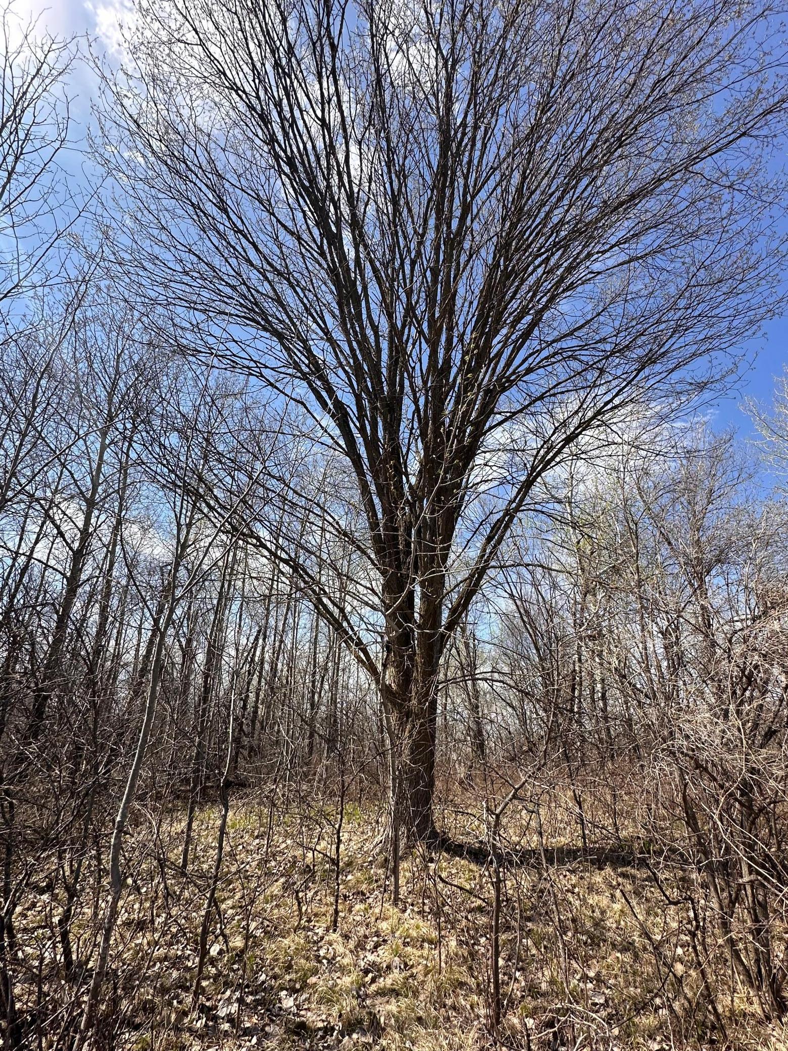 TBD Long Lake Road, Richville, Minnesota image 18