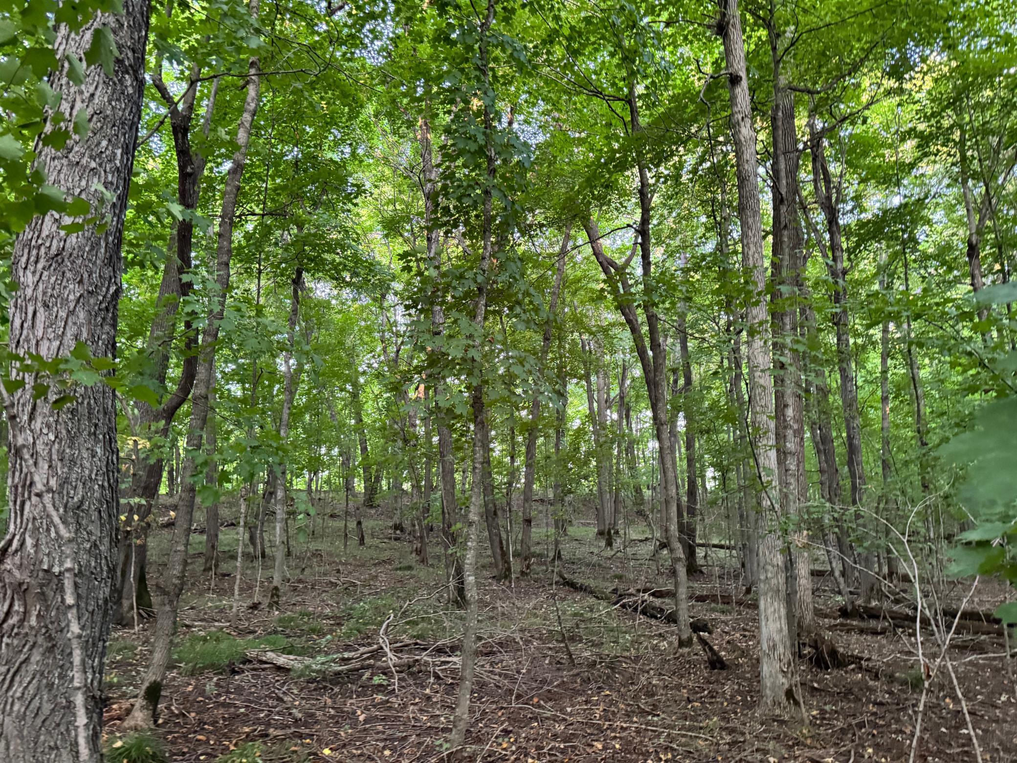 (LOT 2) 24612 NE Rock Lake Road, Rochert, Minnesota image 38