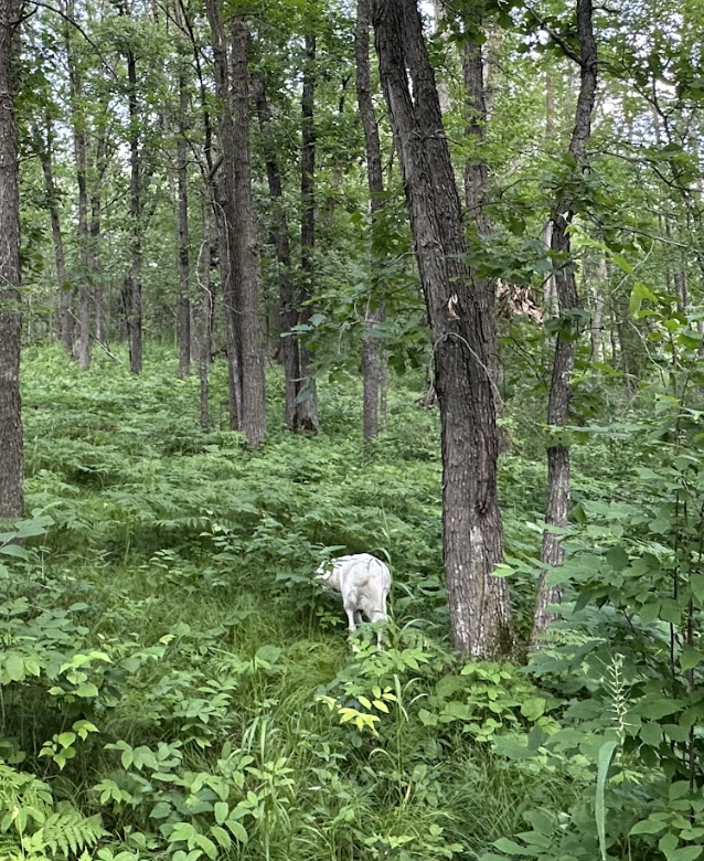 (LOT 2) TBD NE Rock Lake Road, Rochert, Minnesota image 24