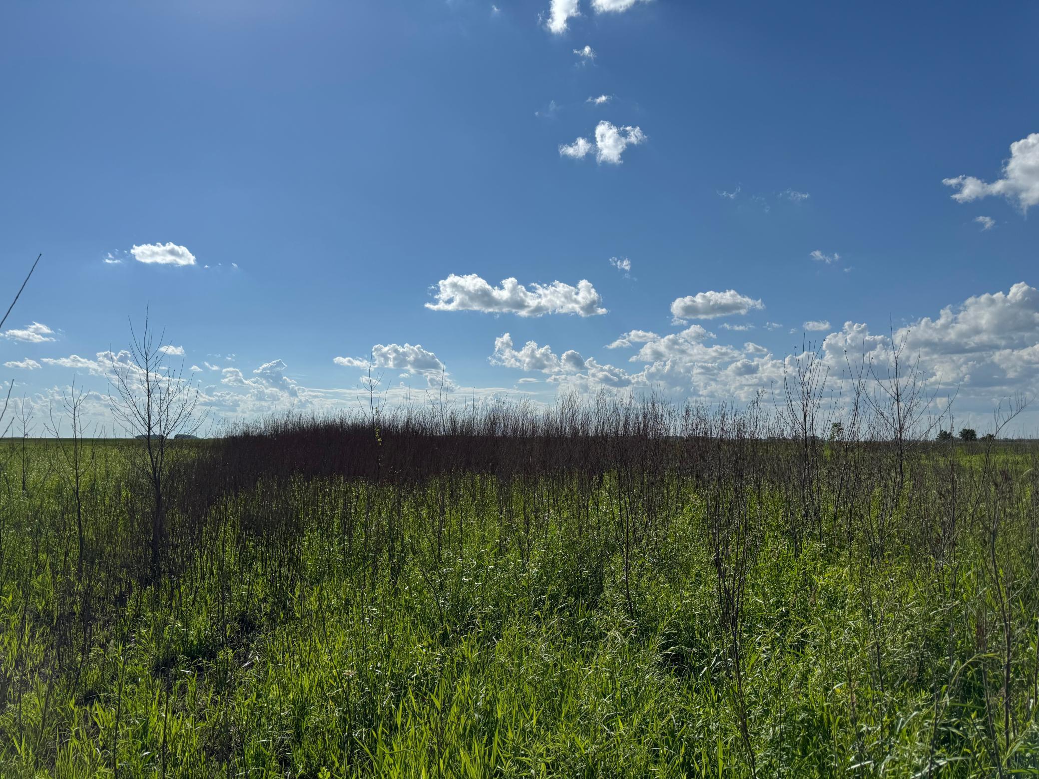 TBD County Road 26, Rothsay, Minnesota image 32