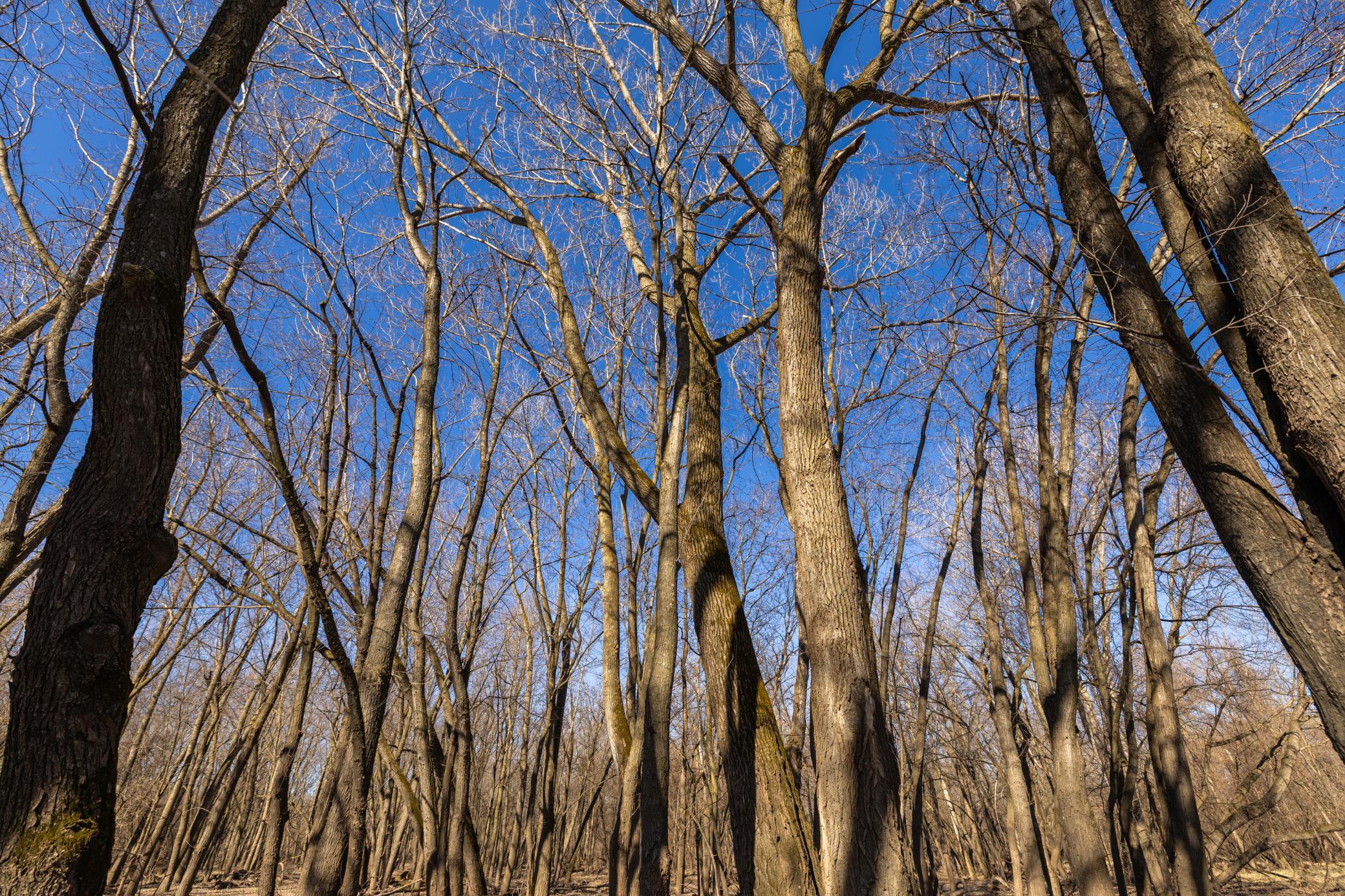 Xxx Grove St., Le Sueur, Minnesota image 36