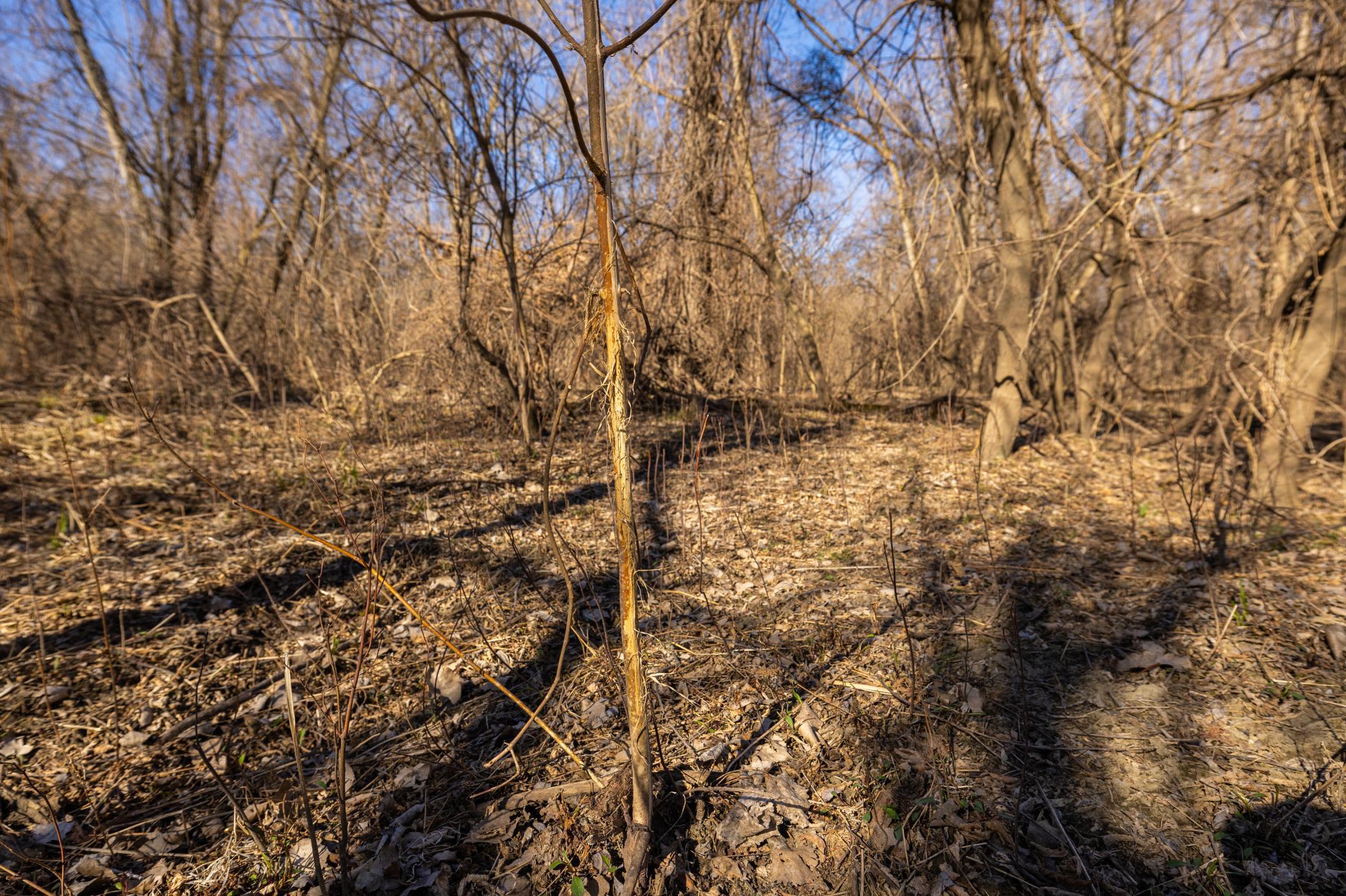 Xxx Grove St., Le Sueur, Minnesota image 40