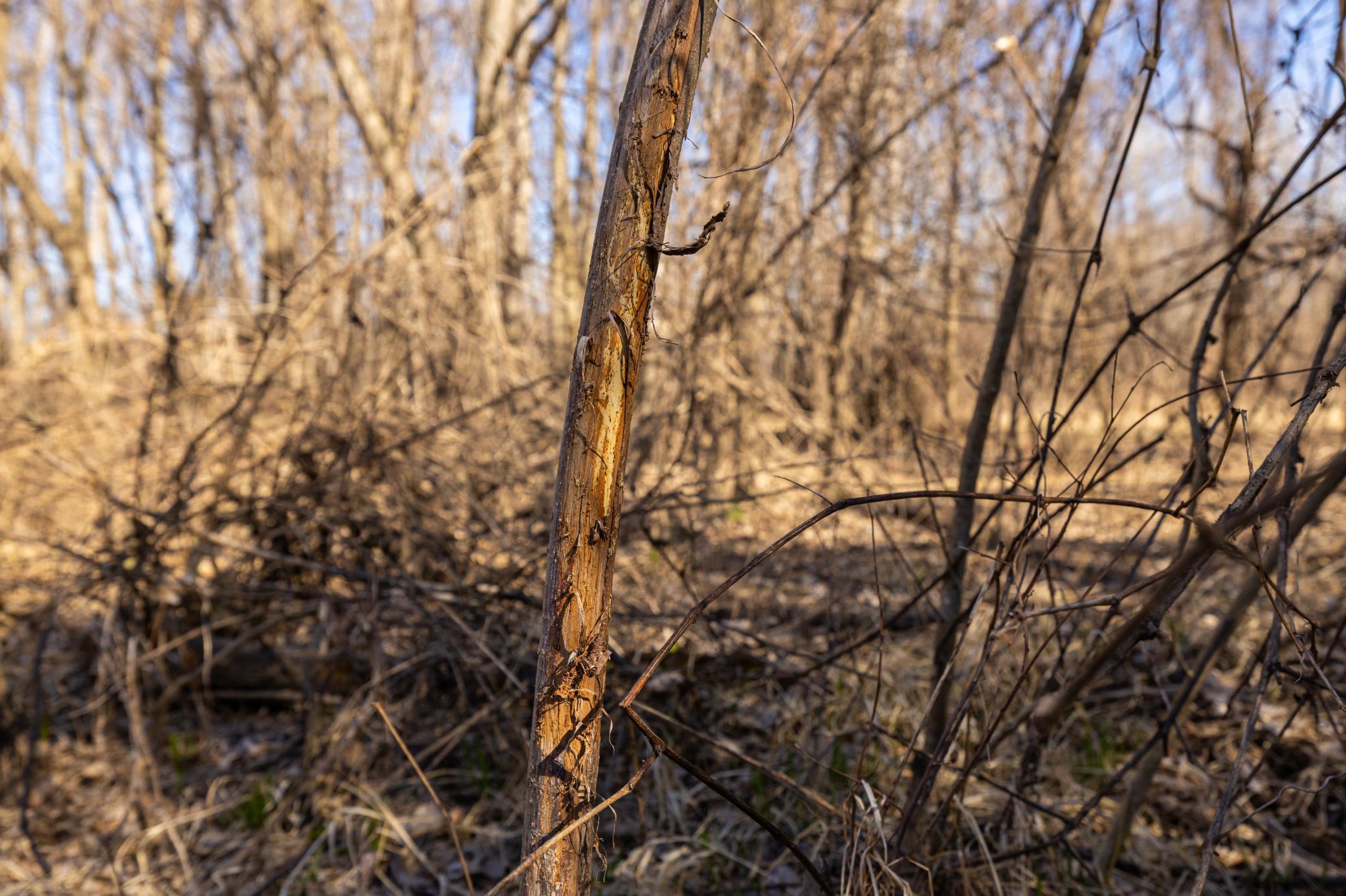 Xxx Grove St., Le Sueur, Minnesota image 44