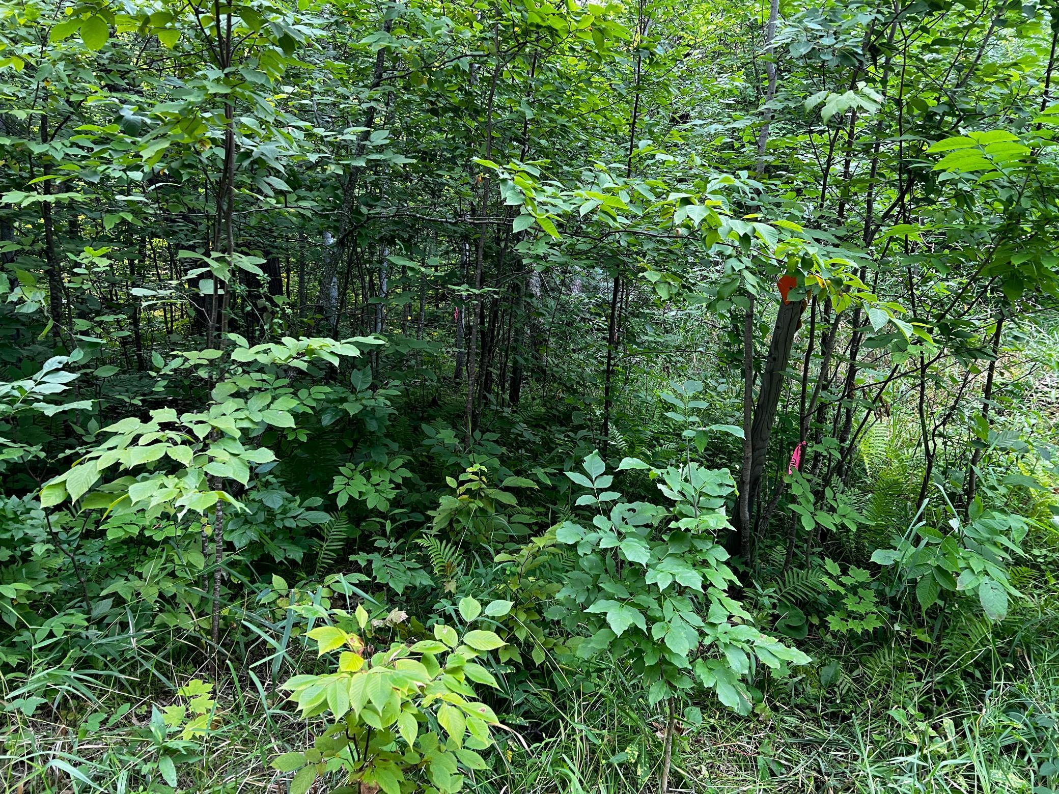 TBD Lot 9 300th Avenue, Lengby, Minnesota image 18