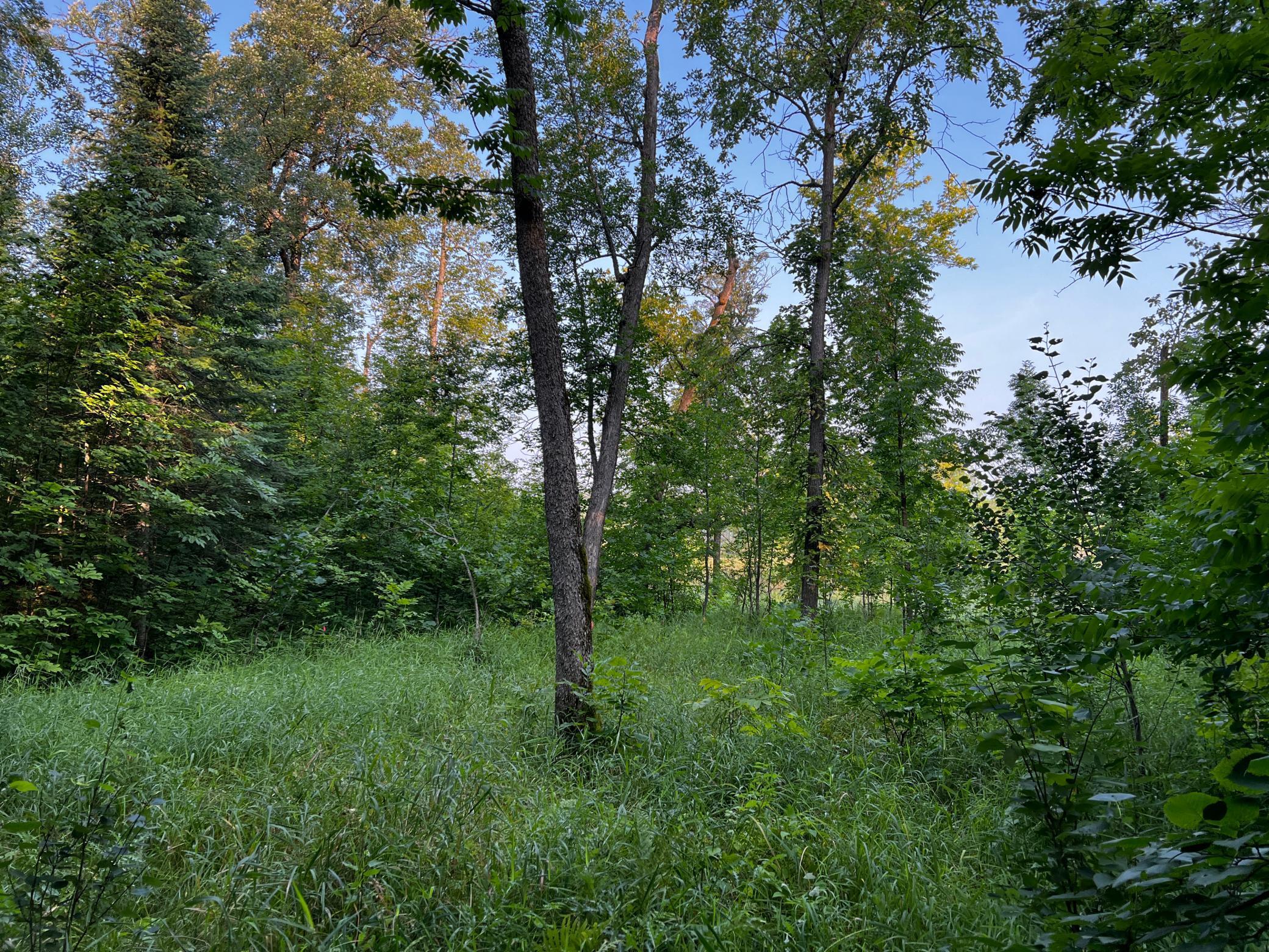 TBD Lot 9 300th Avenue, Lengby, Minnesota image 20