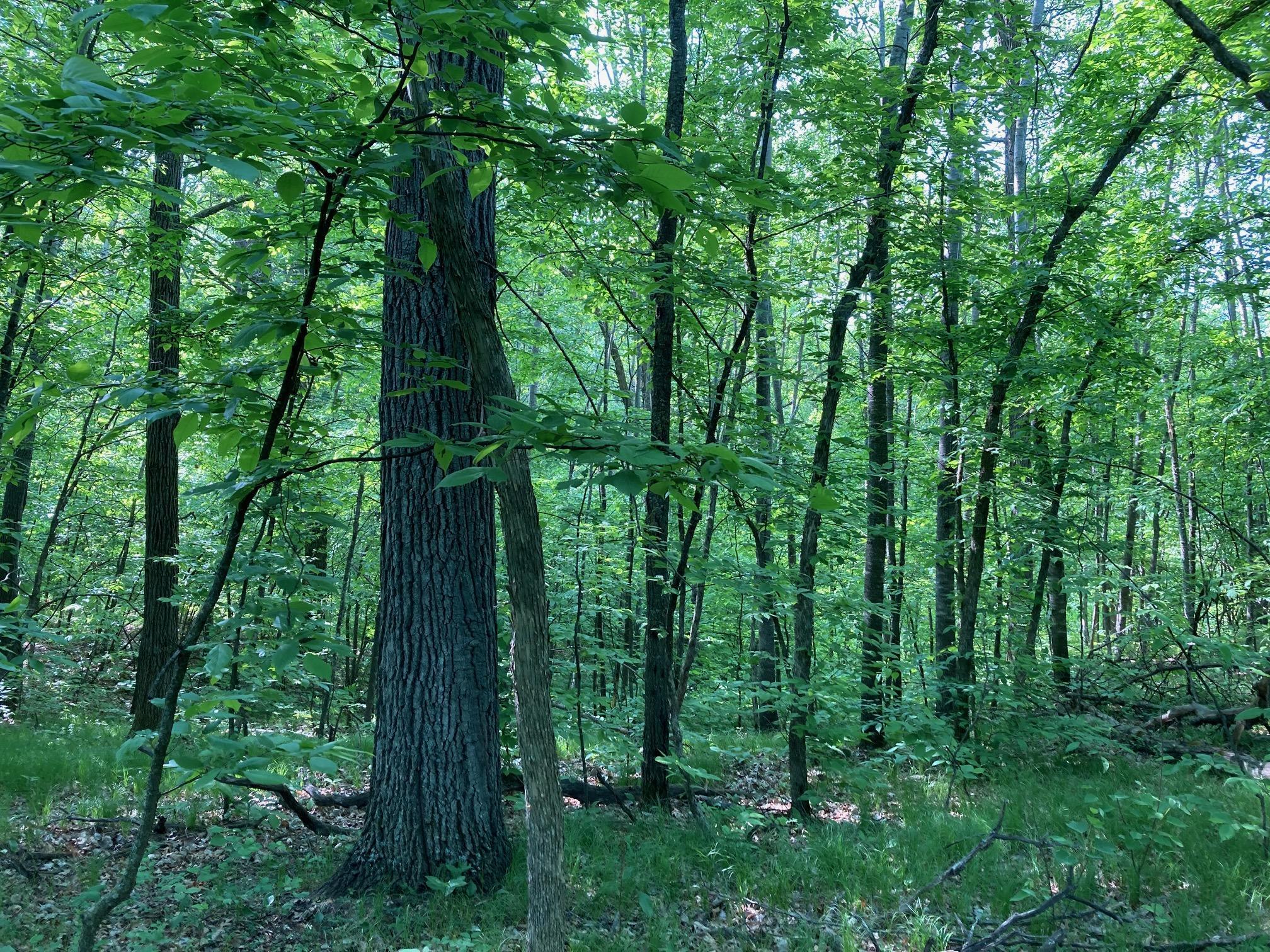 Lot 6 Fawn Lake Road, Crosslake, Minnesota image 5