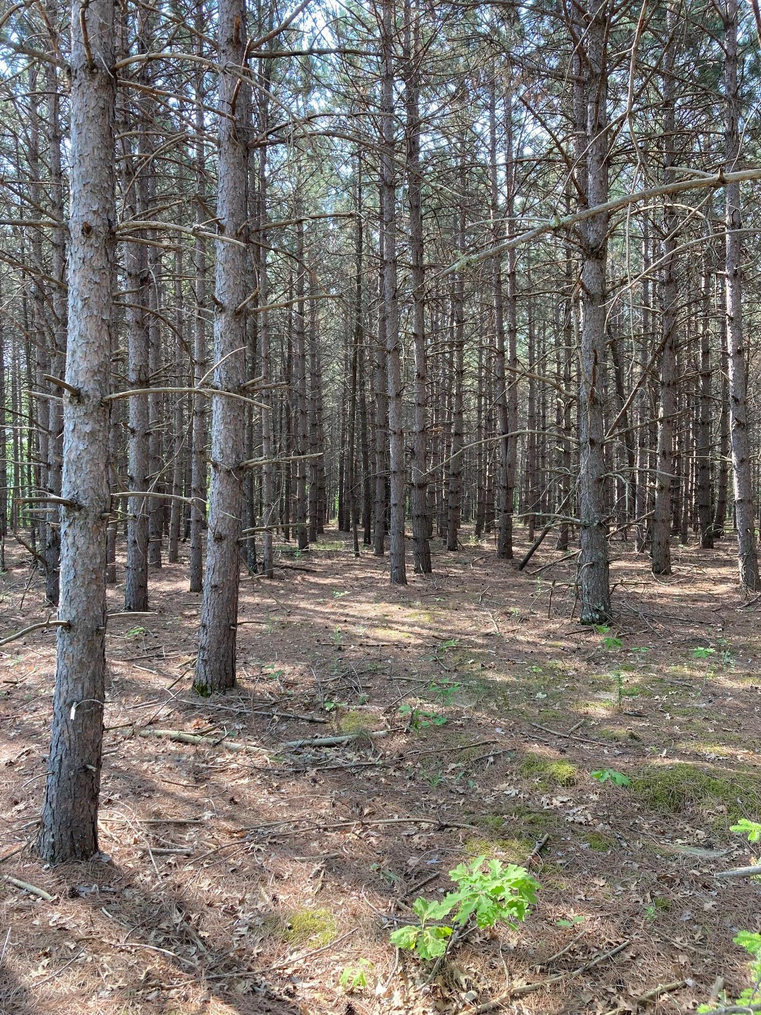 Lot 6 Fawn Lake Road, Crosslake, Minnesota image 3