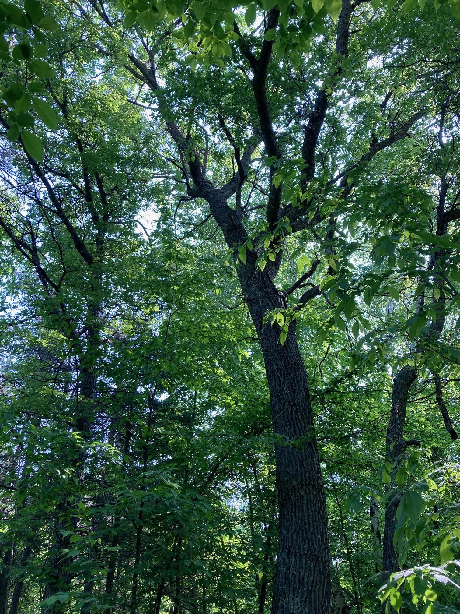 Lot 6 Fawn Lake Road, Crosslake, Minnesota image 4